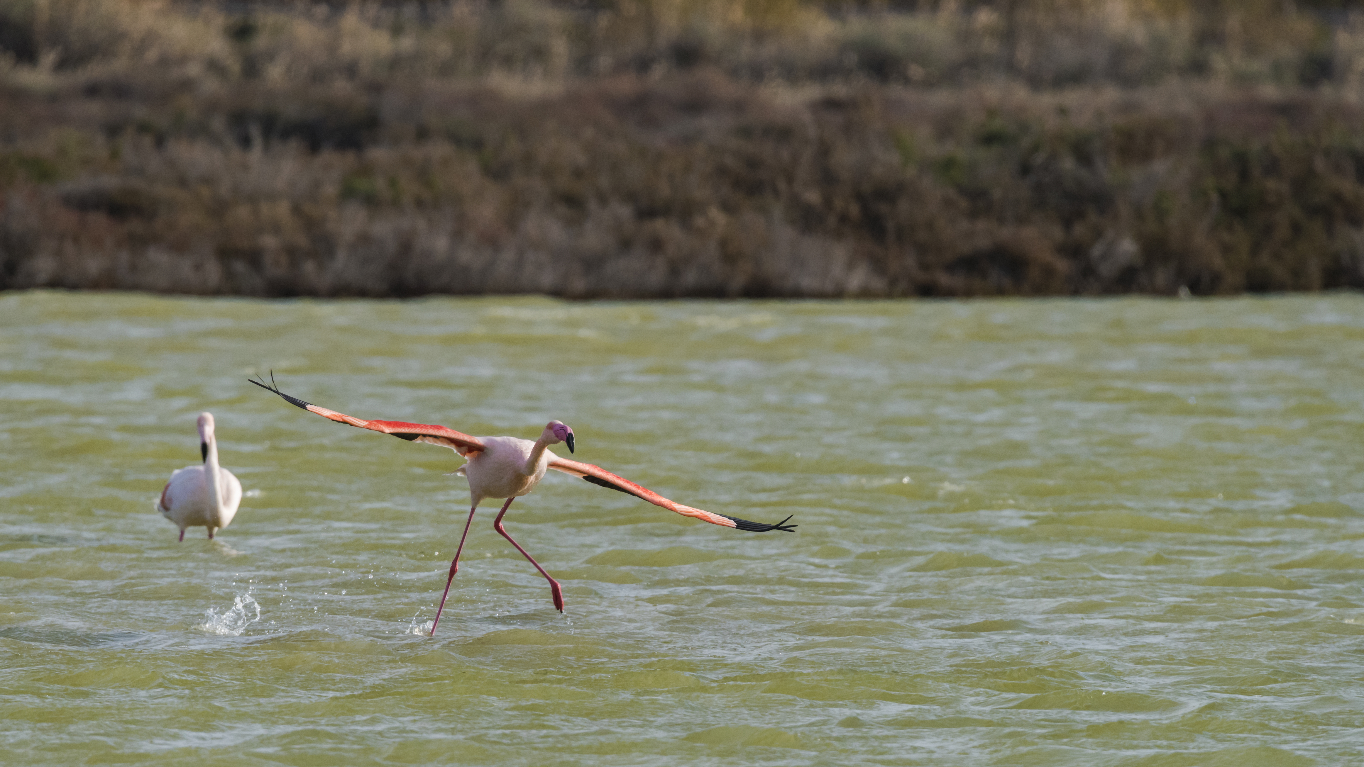 Phoenicopterus roseus, Lido de Thau cf03