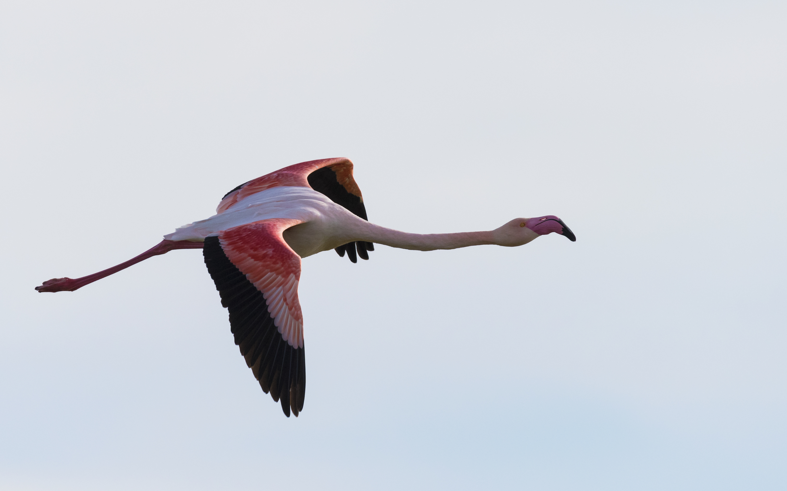Phoenicopterus roseus, Lido de Thau cf06