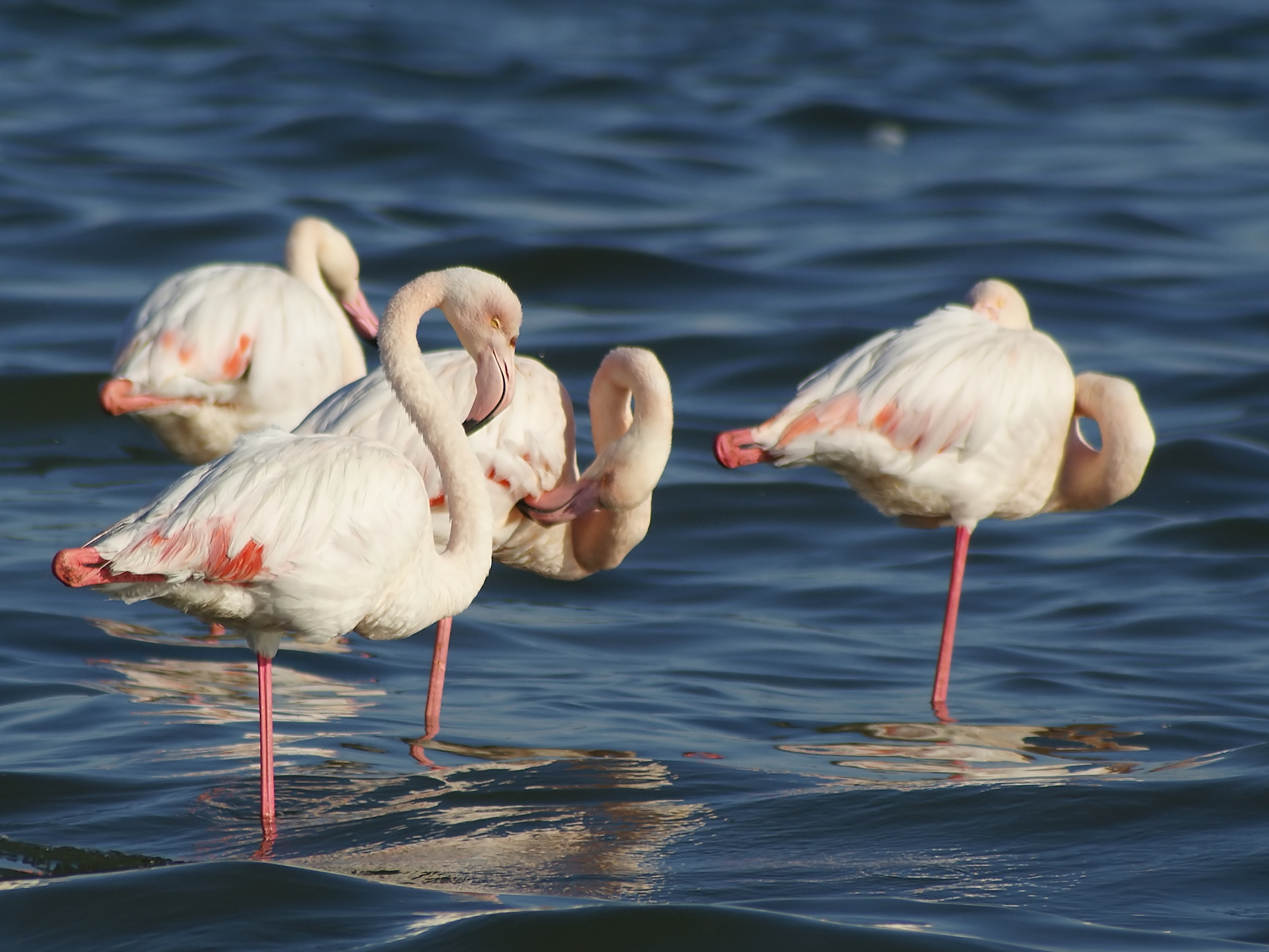 Phoenicopterus roseus (Walvis Bay)