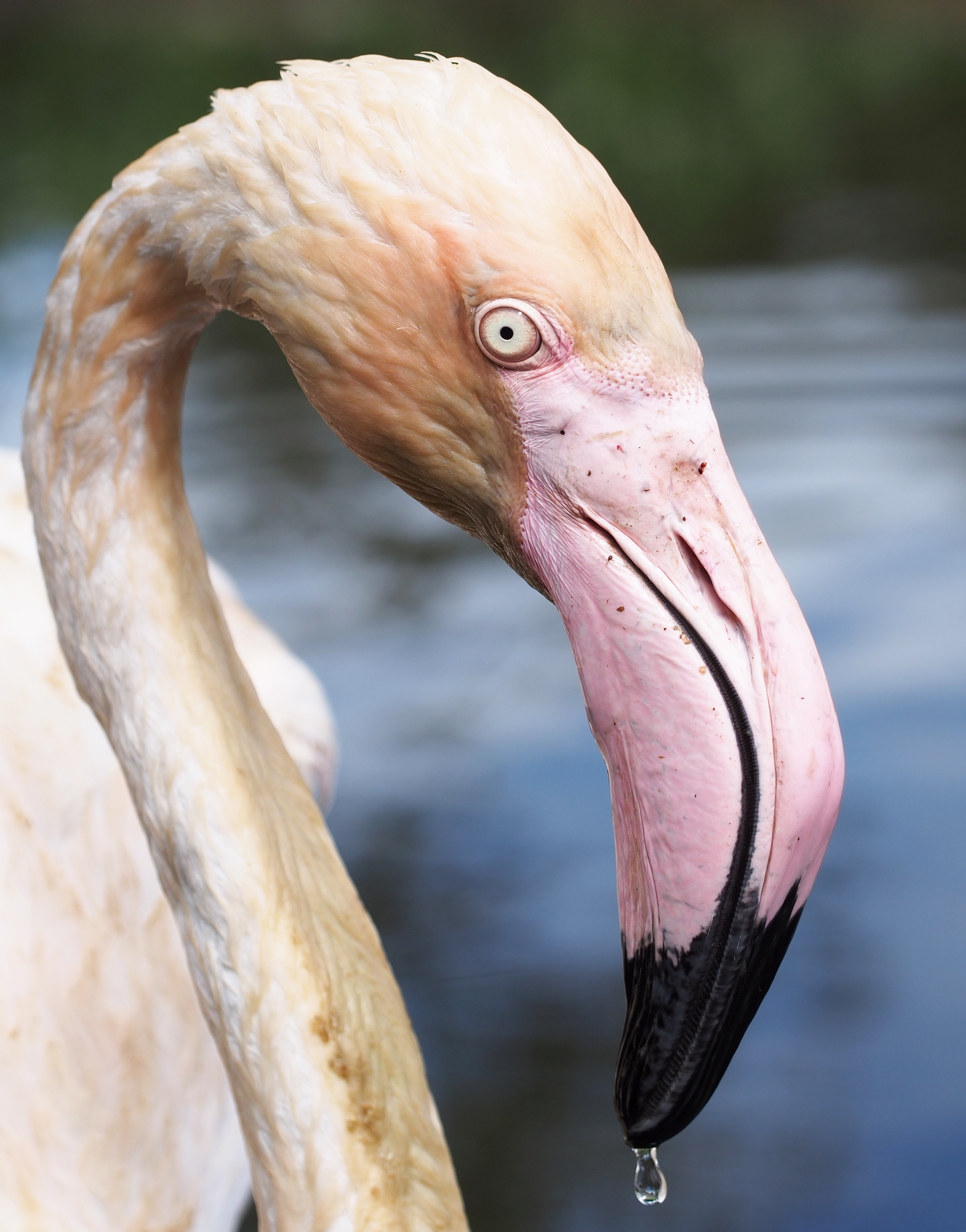 Phoenicopterus roseus portrait