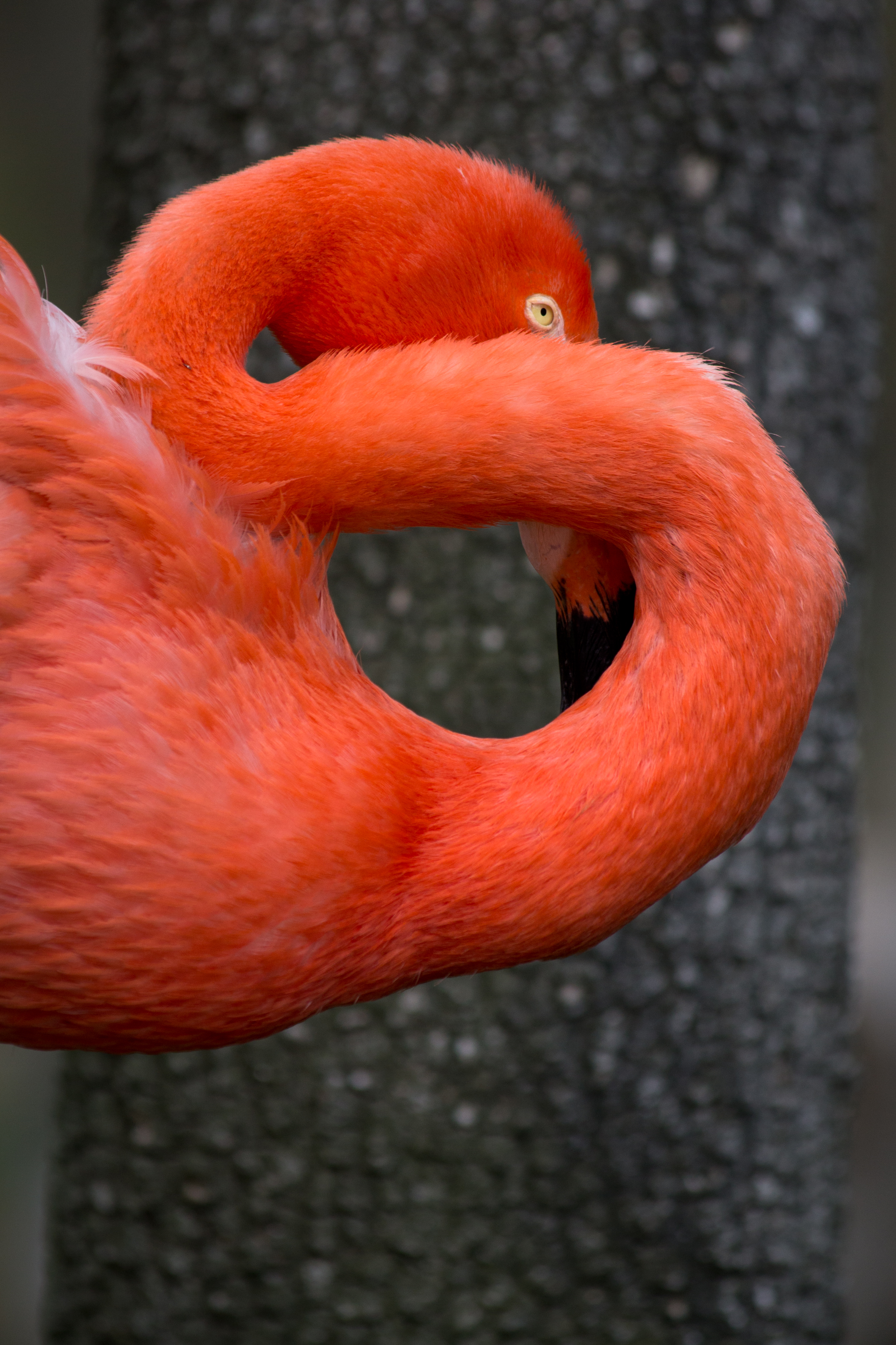 Phoenicopterus ruber - 02