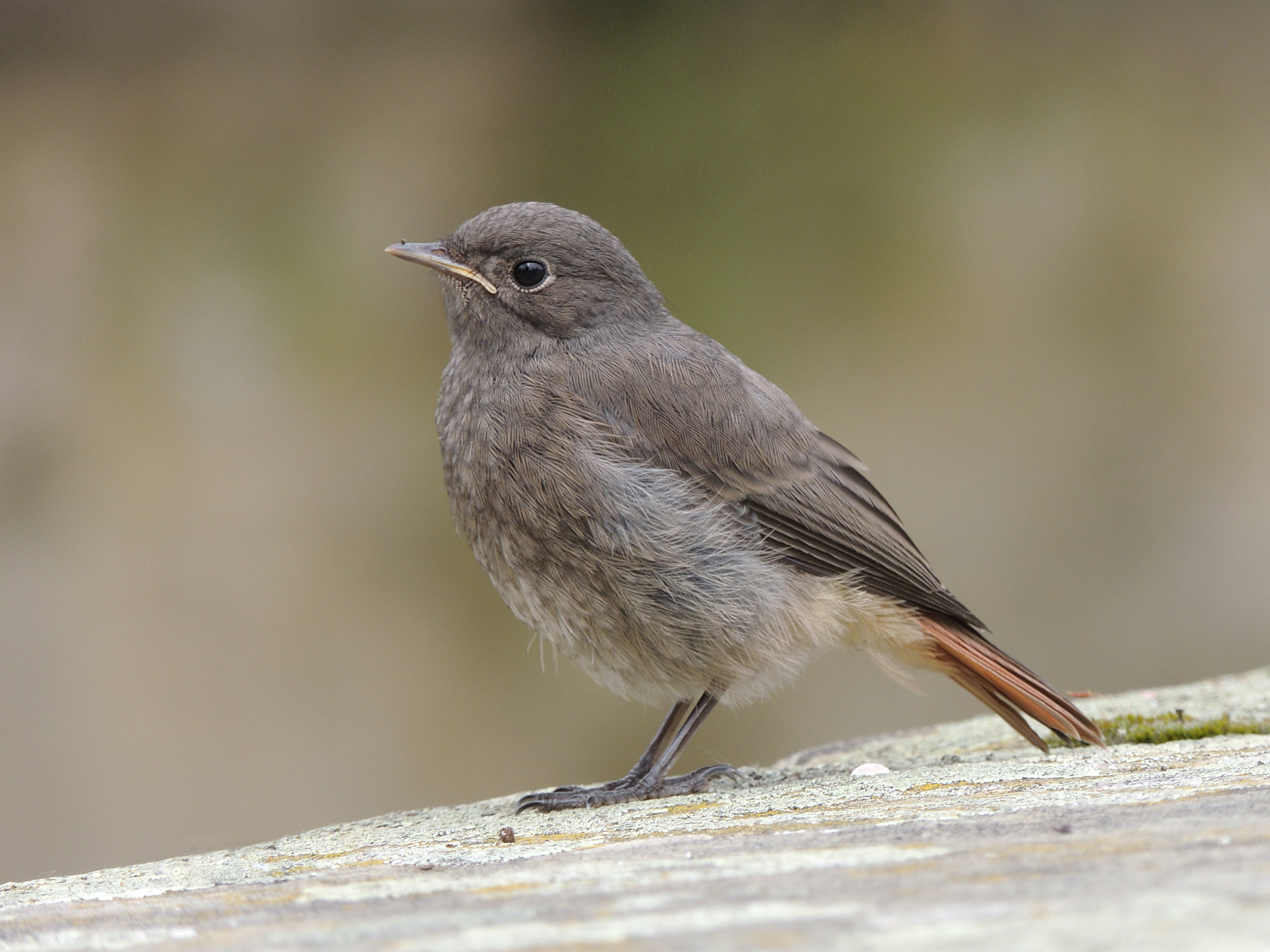 Phoenicurus ochruros (14348645036)