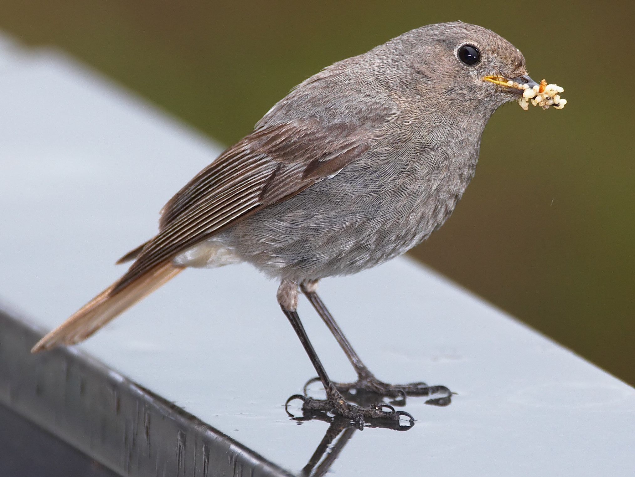 Phoenicurus ochruros female