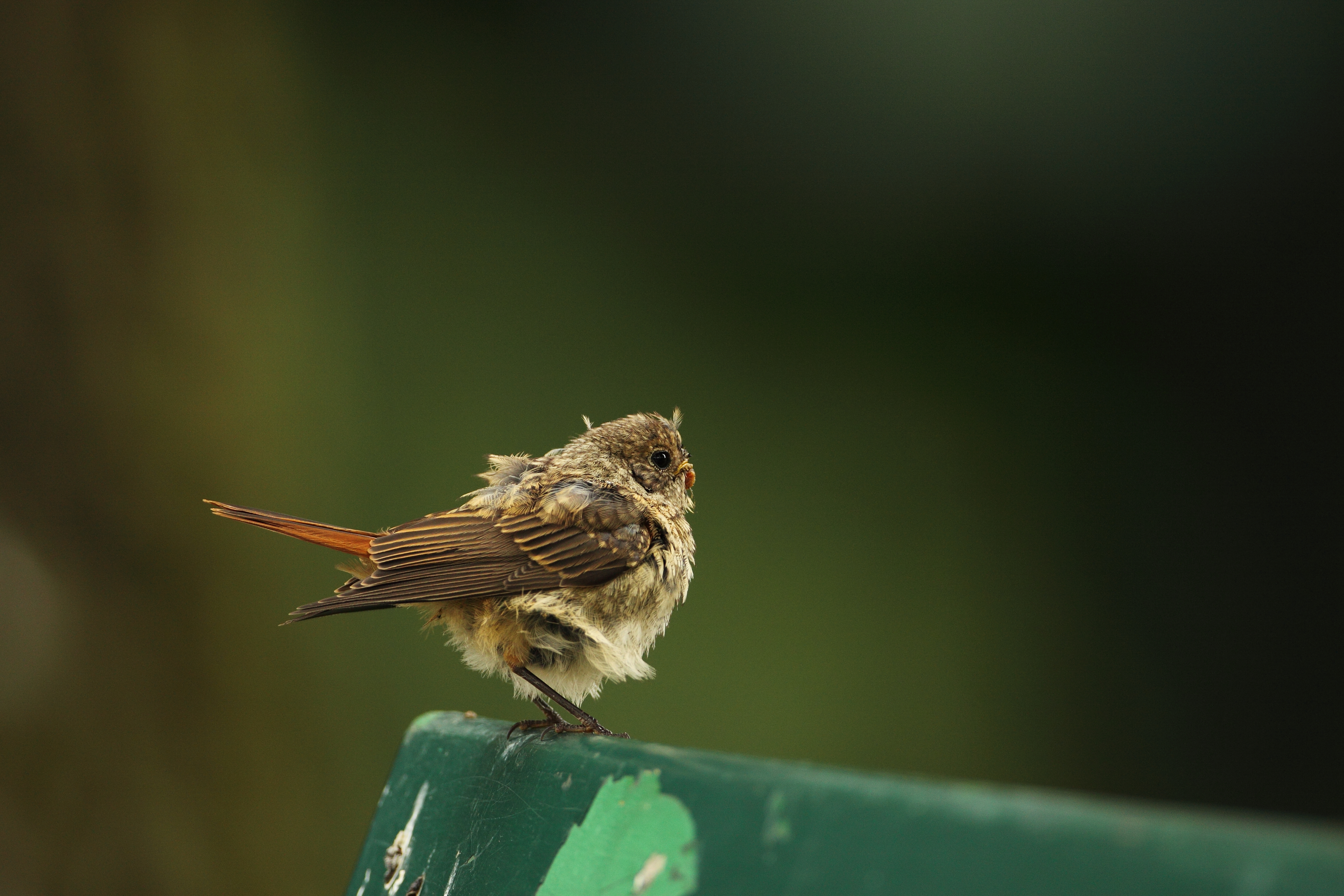 Phoenicurus phoenicurus(Gollibolli)1