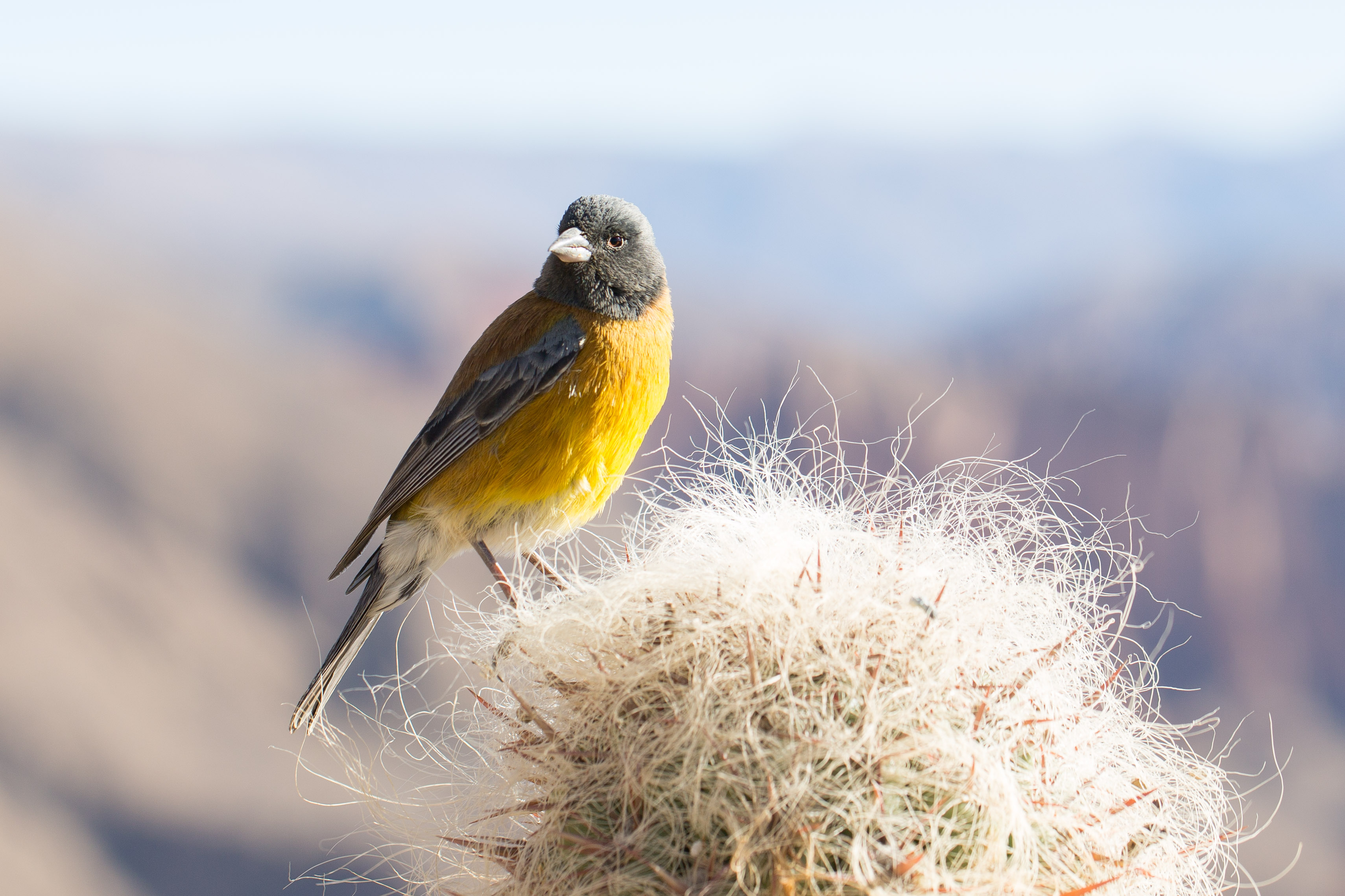 Phrygilus punensis near Tupiza, Bolivia3