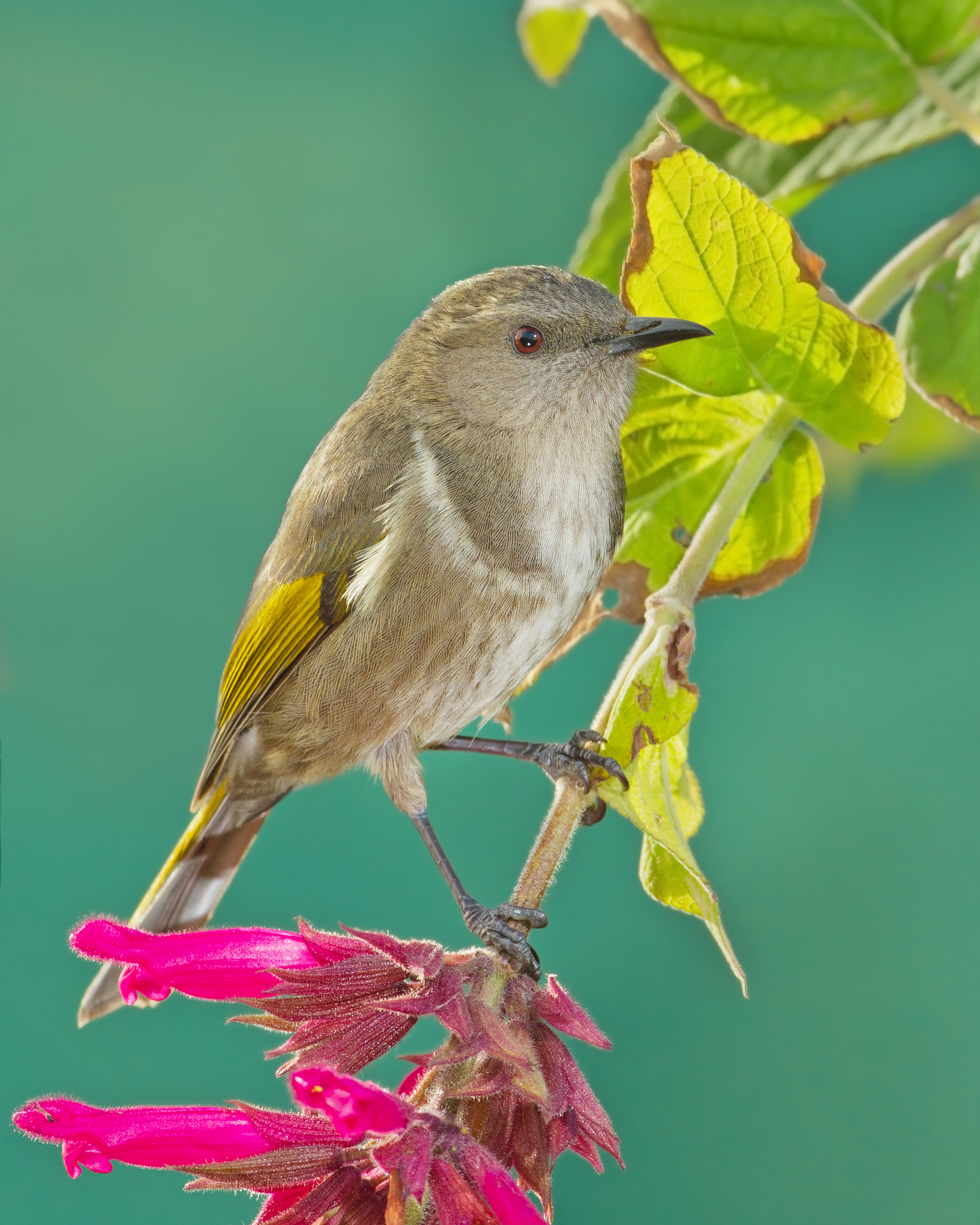 Phylidonyris pyrrhopterus - Austin's Ferry 2