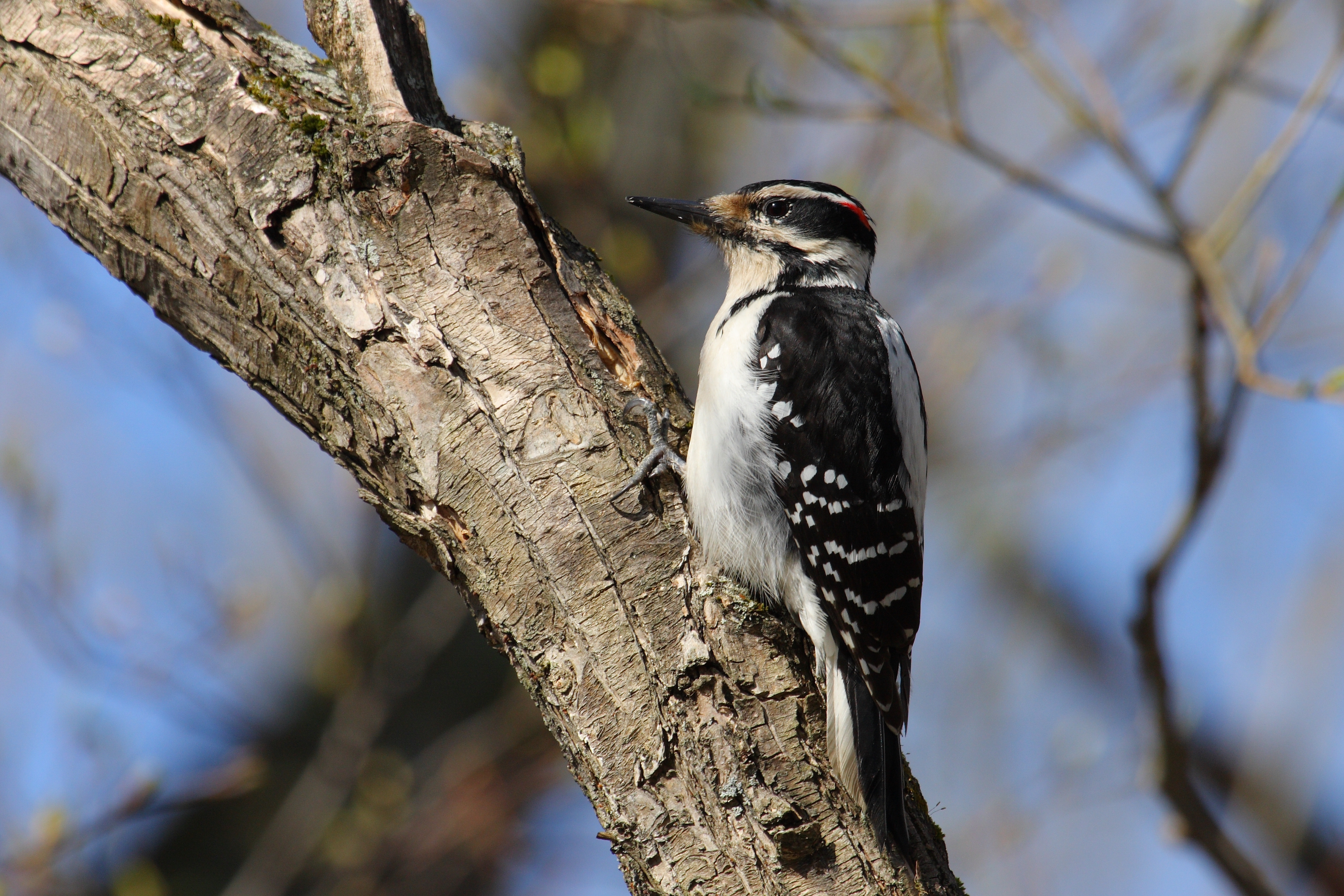 Picoides villosus CT