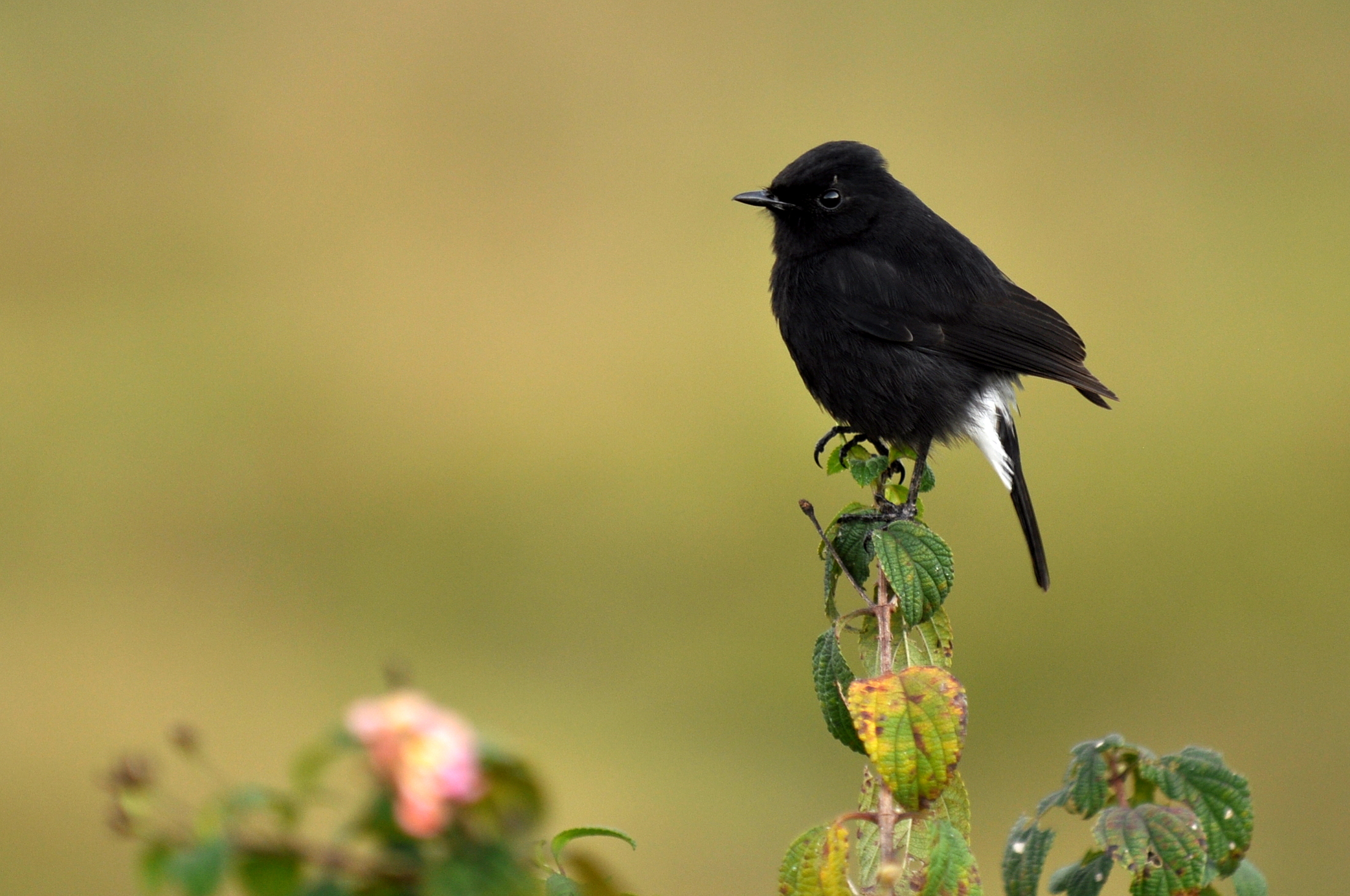 Pied Bushchat Anamalais2