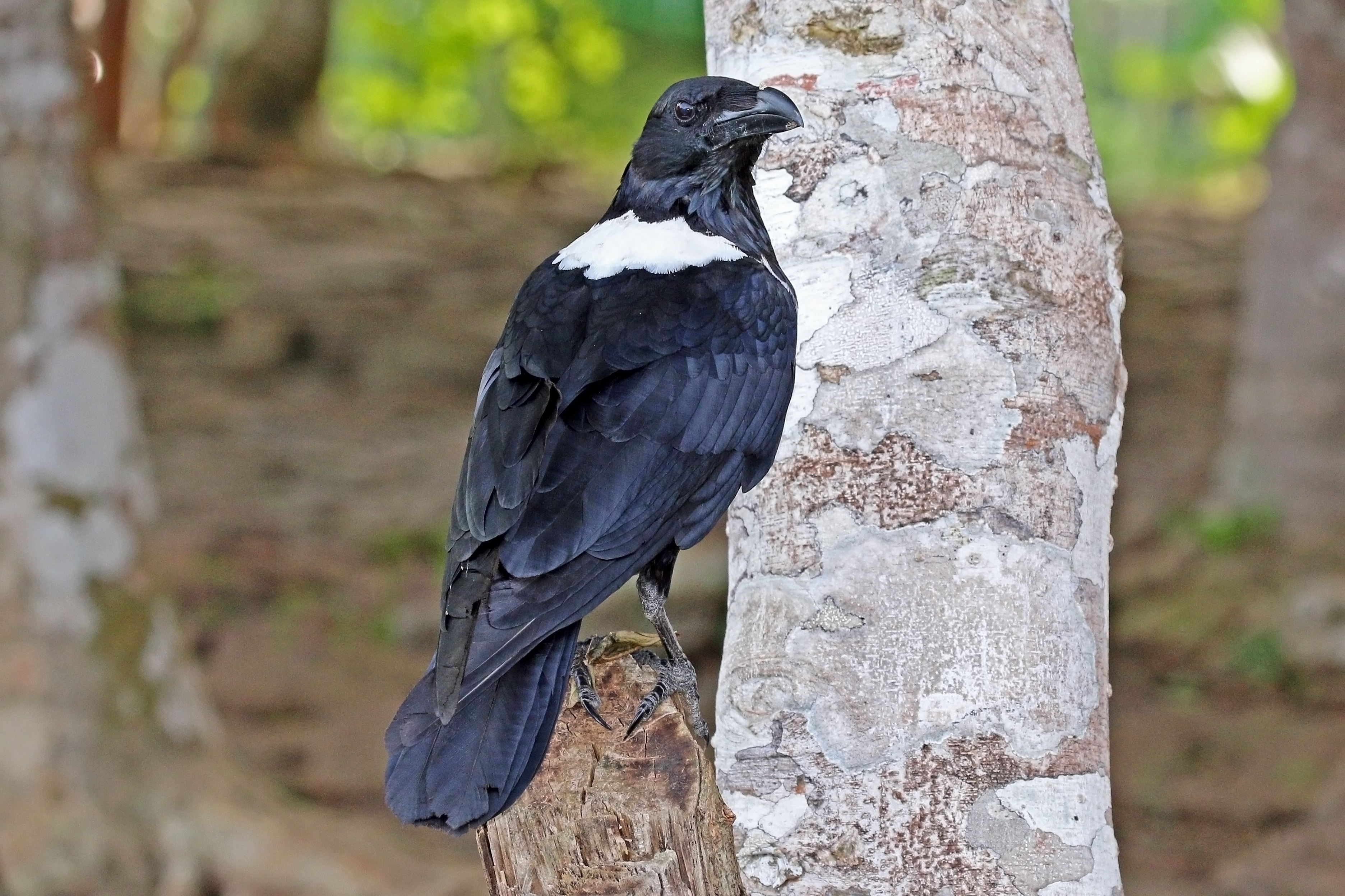 Pied crow (Corvus albus) 2