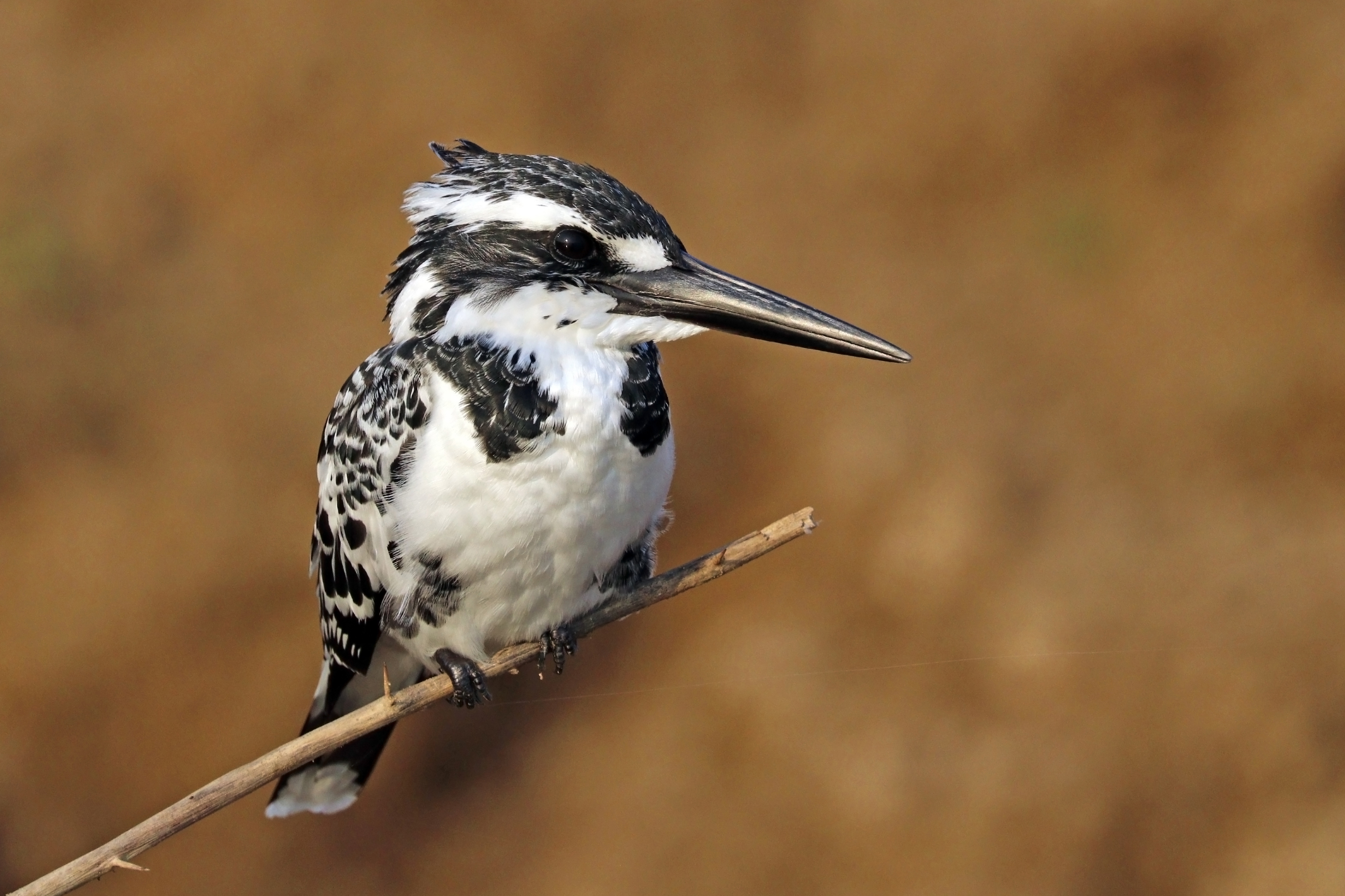 Pied kingfisher (Ceryle rudis leucomelanurus) female