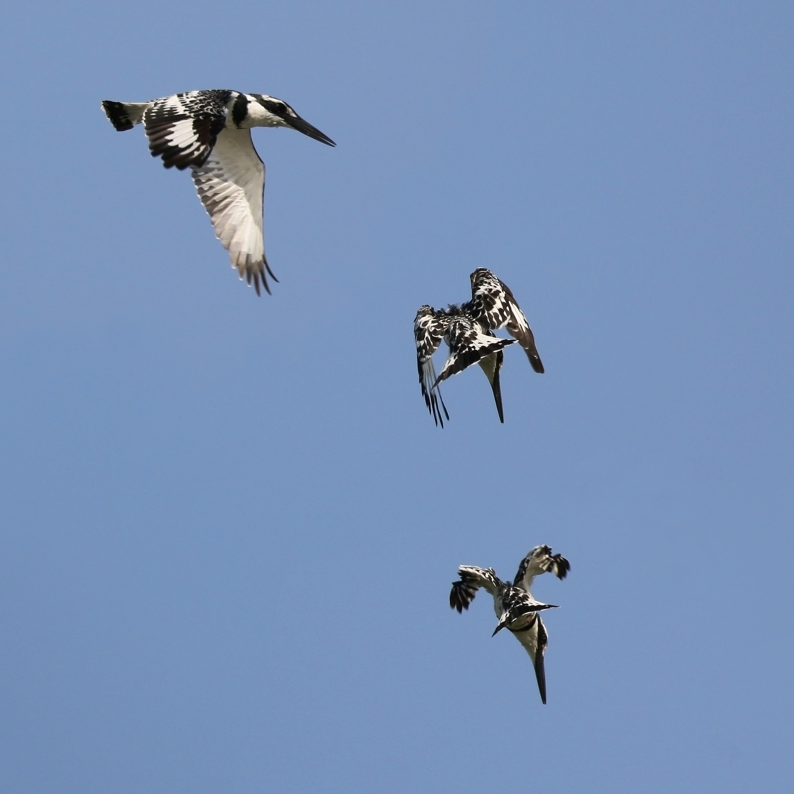 Pied kingfisher (Ceryle rudis rudis) diving composite