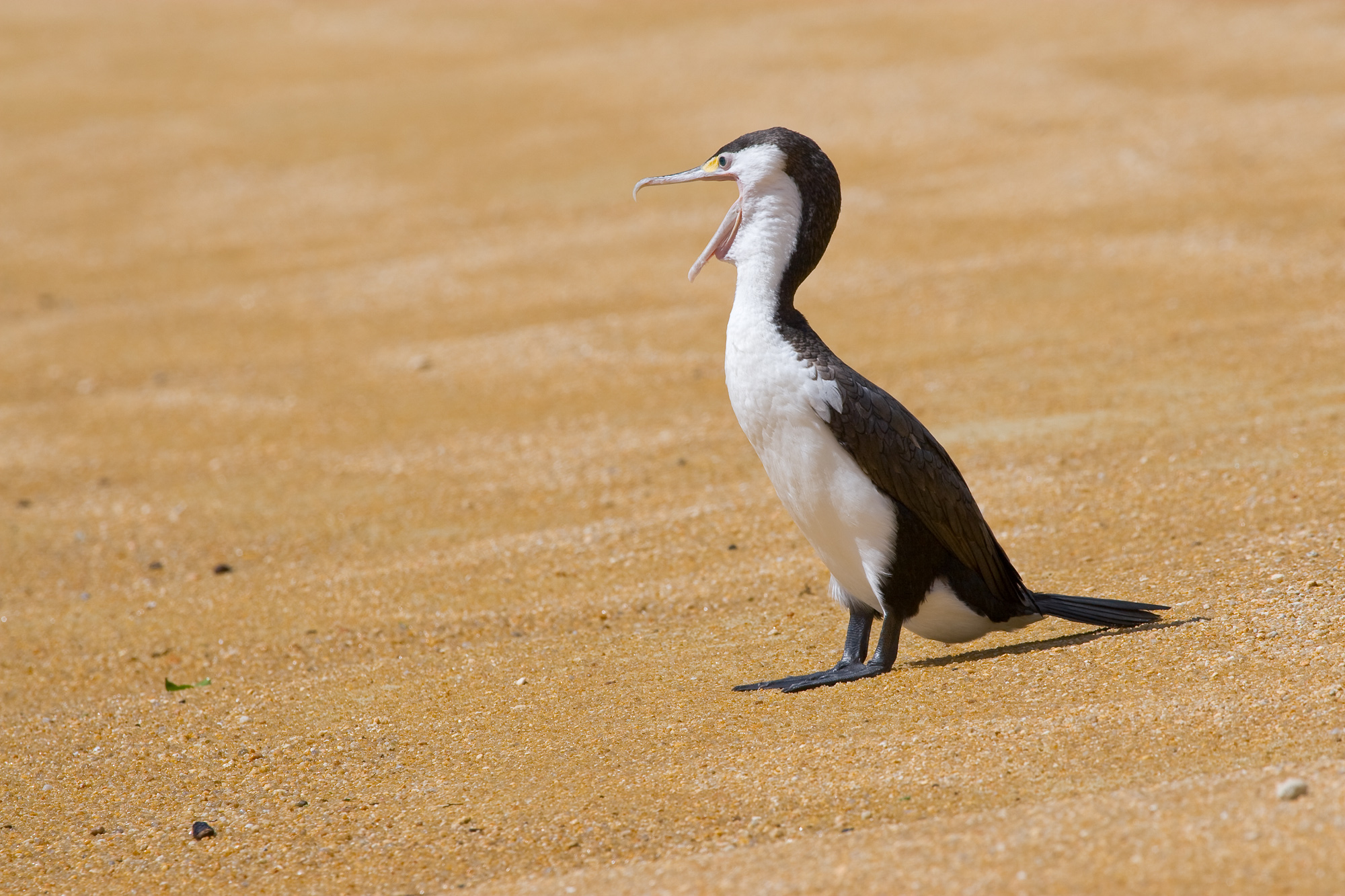PiedCormorant MC