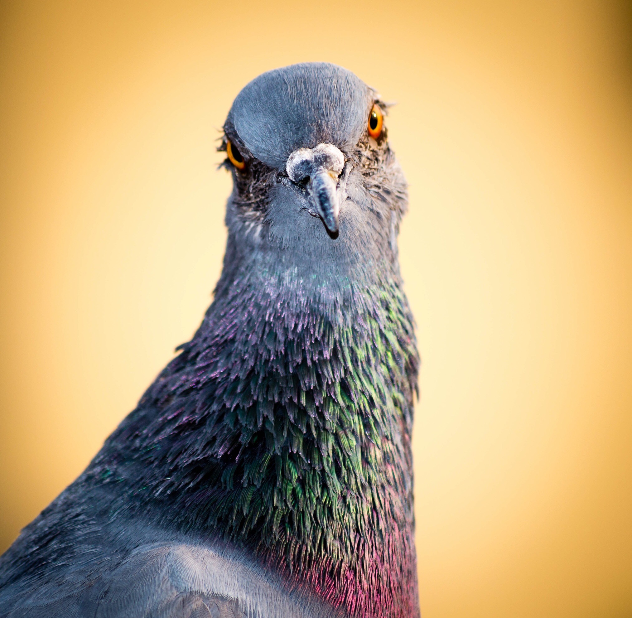 Pigeon99