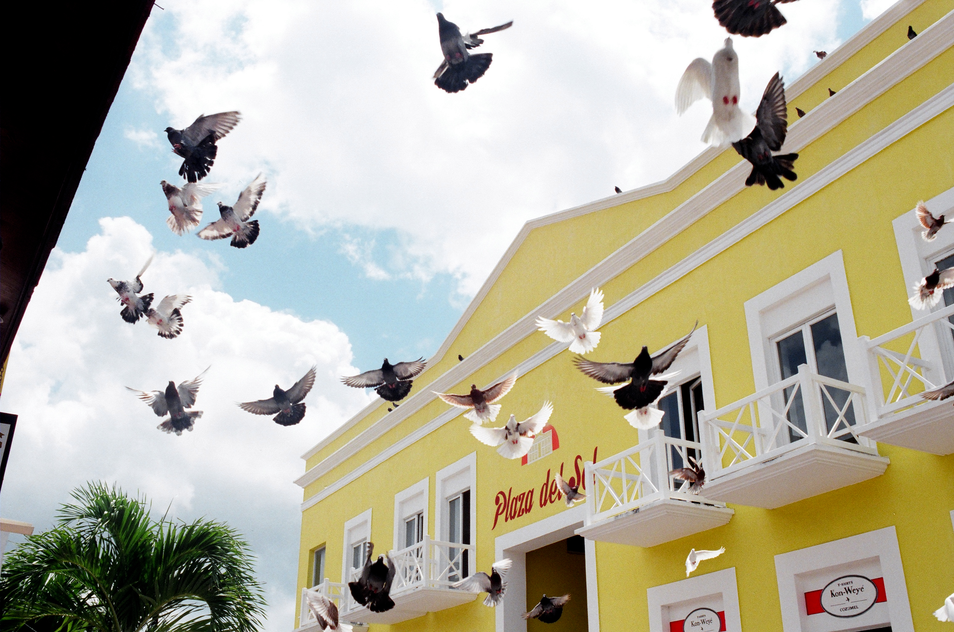 Pigeons in Cozumel, Mexico (5657947070)