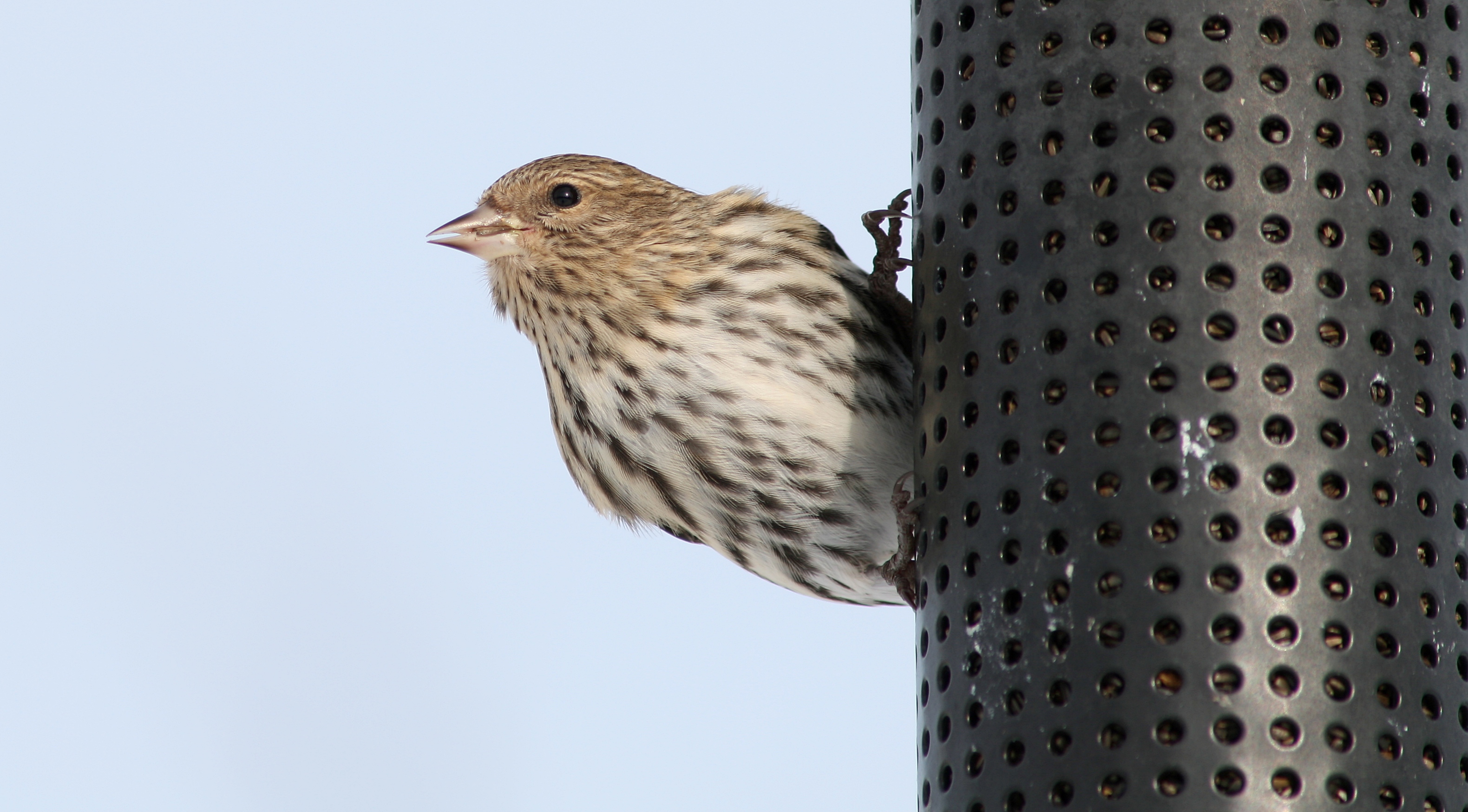 Pine Siskin Female (10776)-Relic38