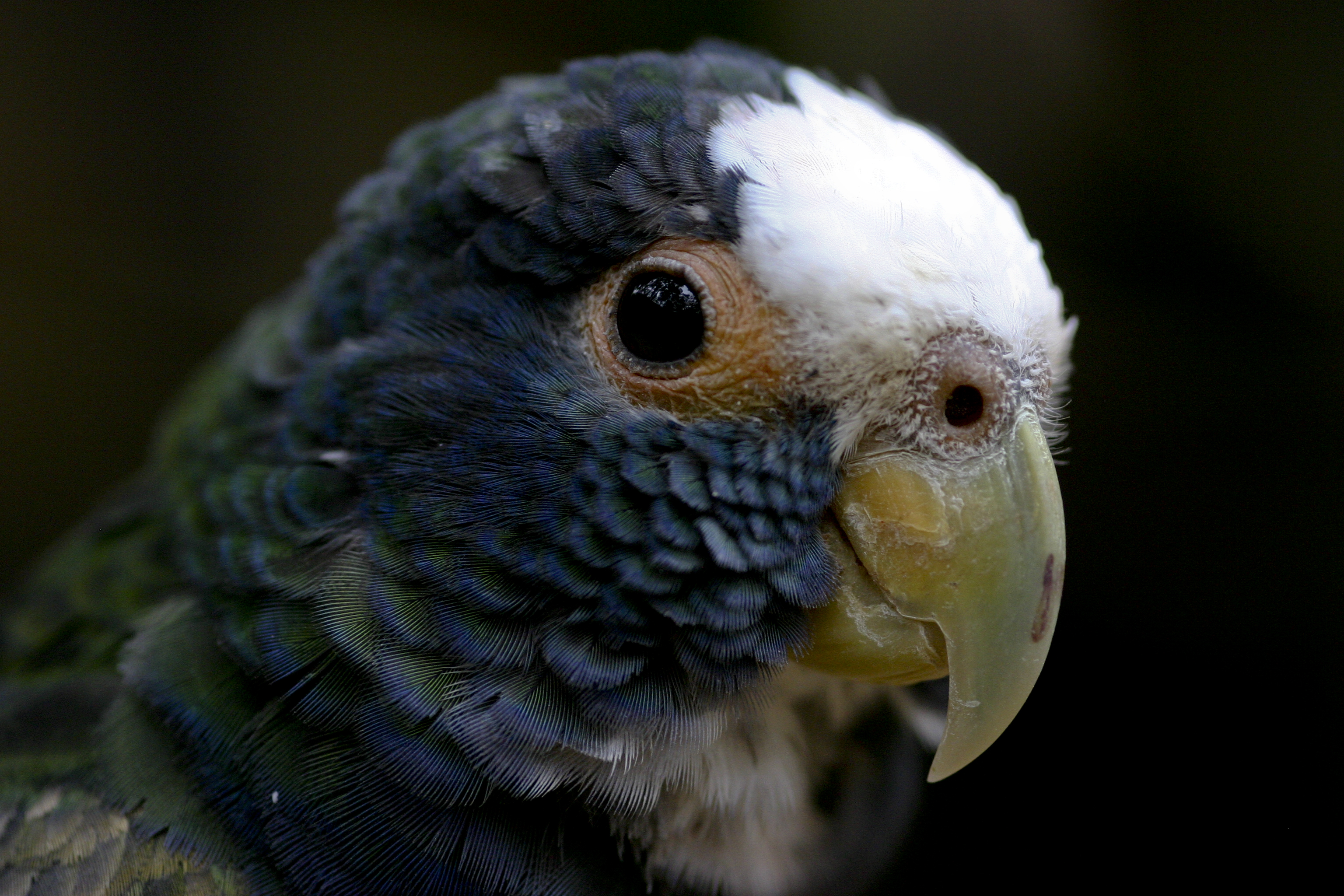 Pionus senilis -upper body-8a