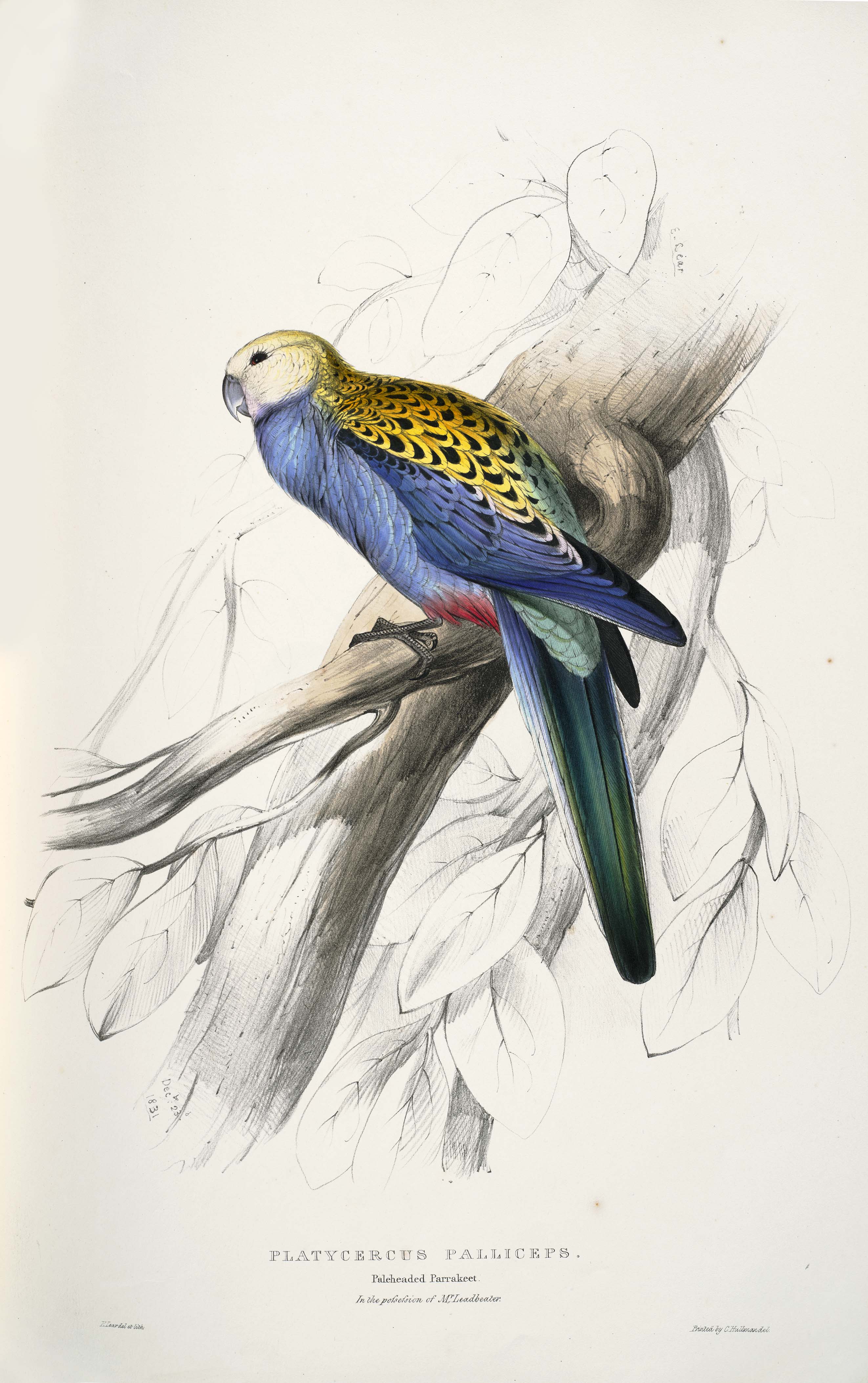 Platycercus adscitus -Platycercus palliceps. Paleheaded Parrakeet -by Edward Lear 1812-1888