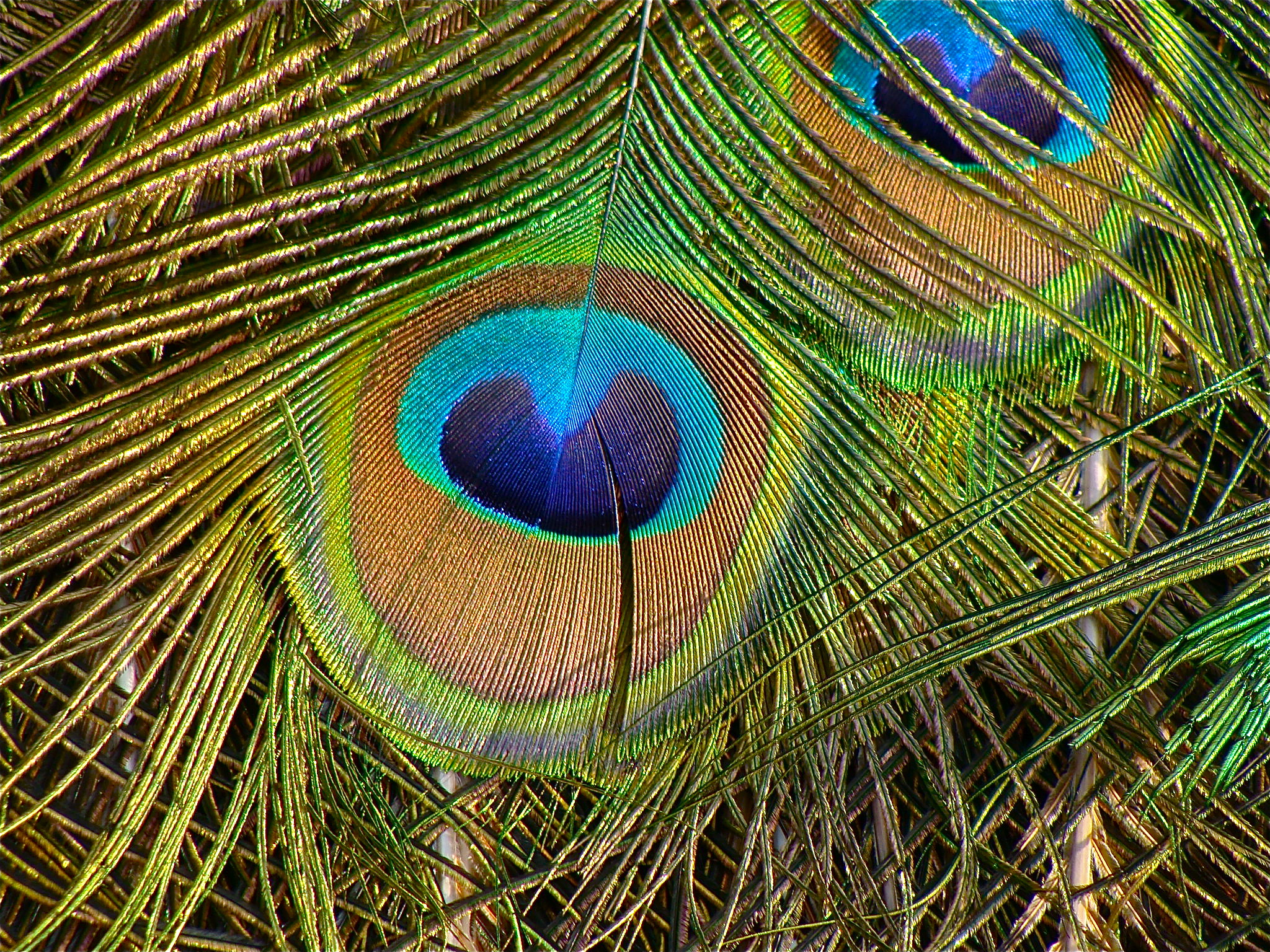 Plumepaon