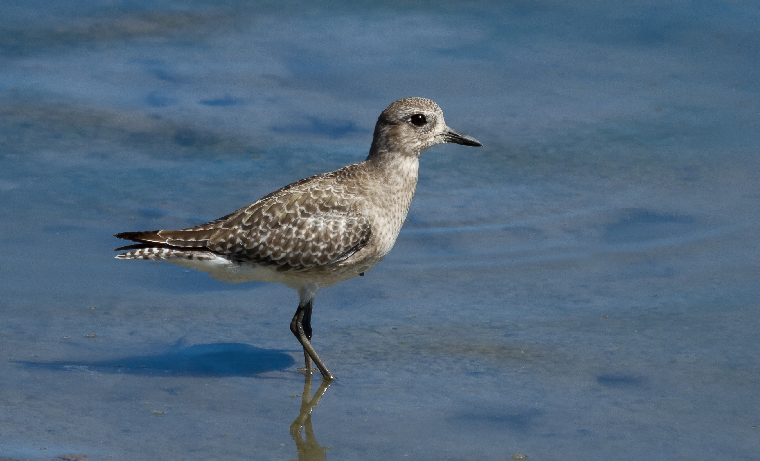 Pluvialis squatarola, Richardson Bay