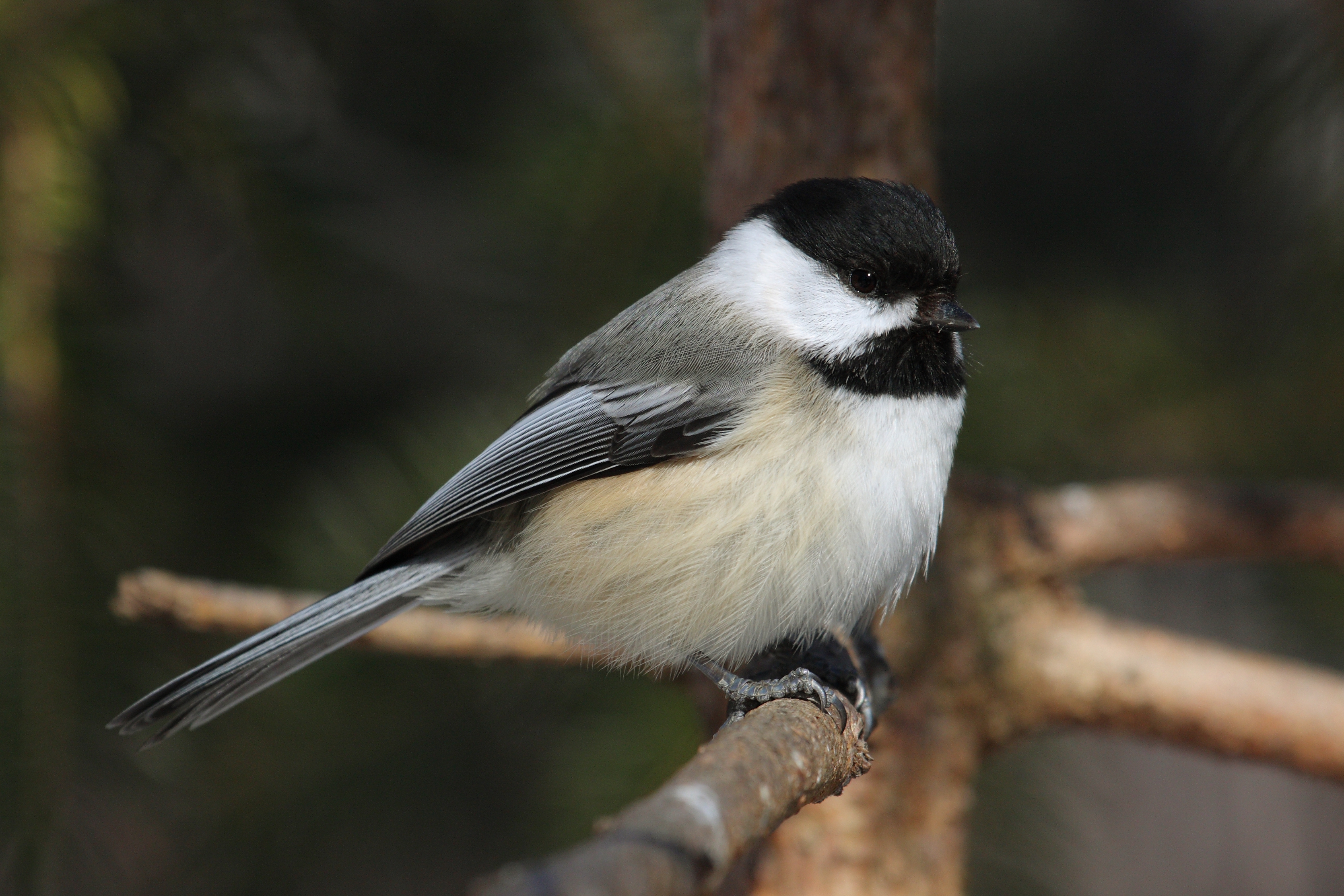 Poecile atricapillus CT