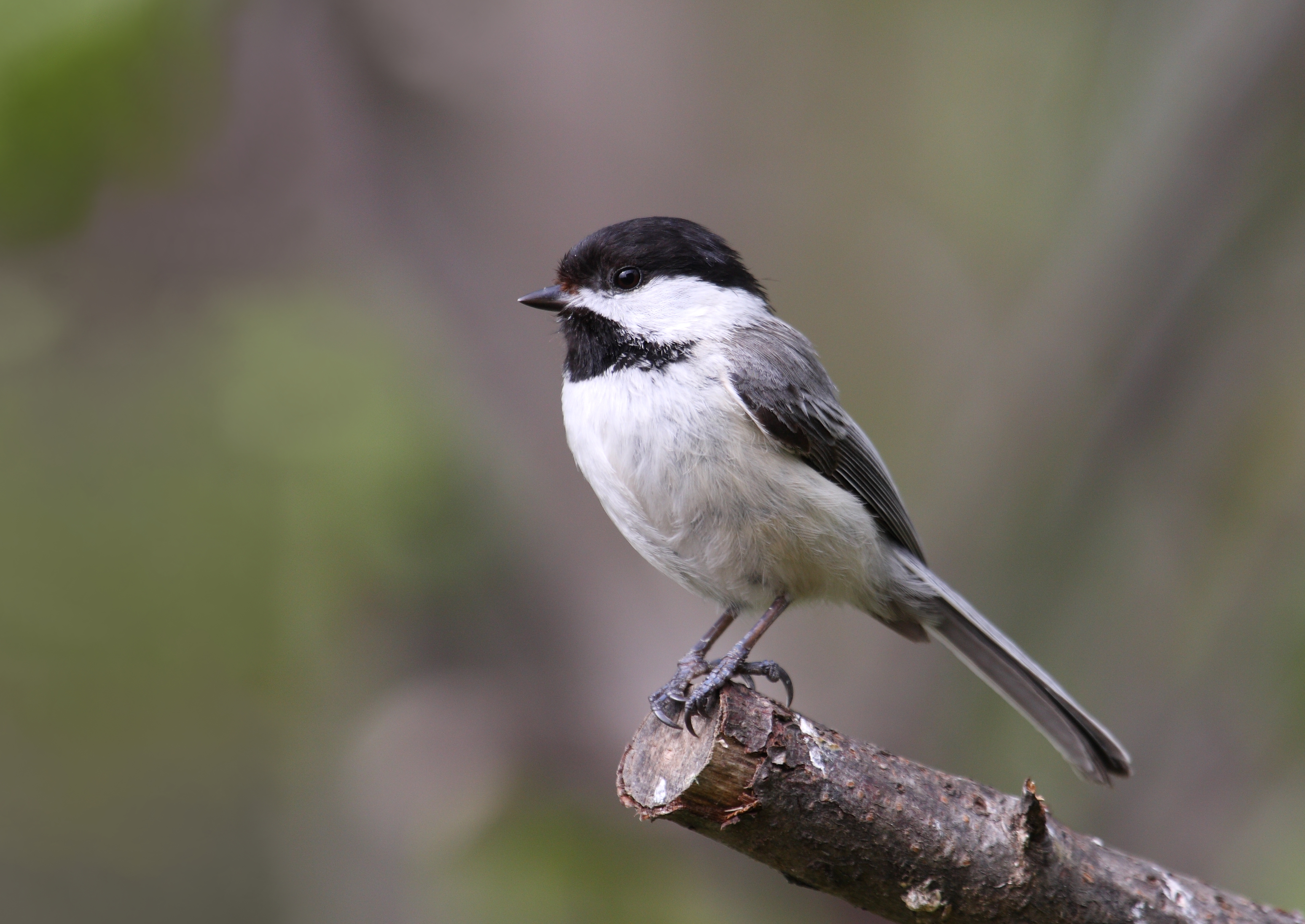 Poecile atricapillus CT3