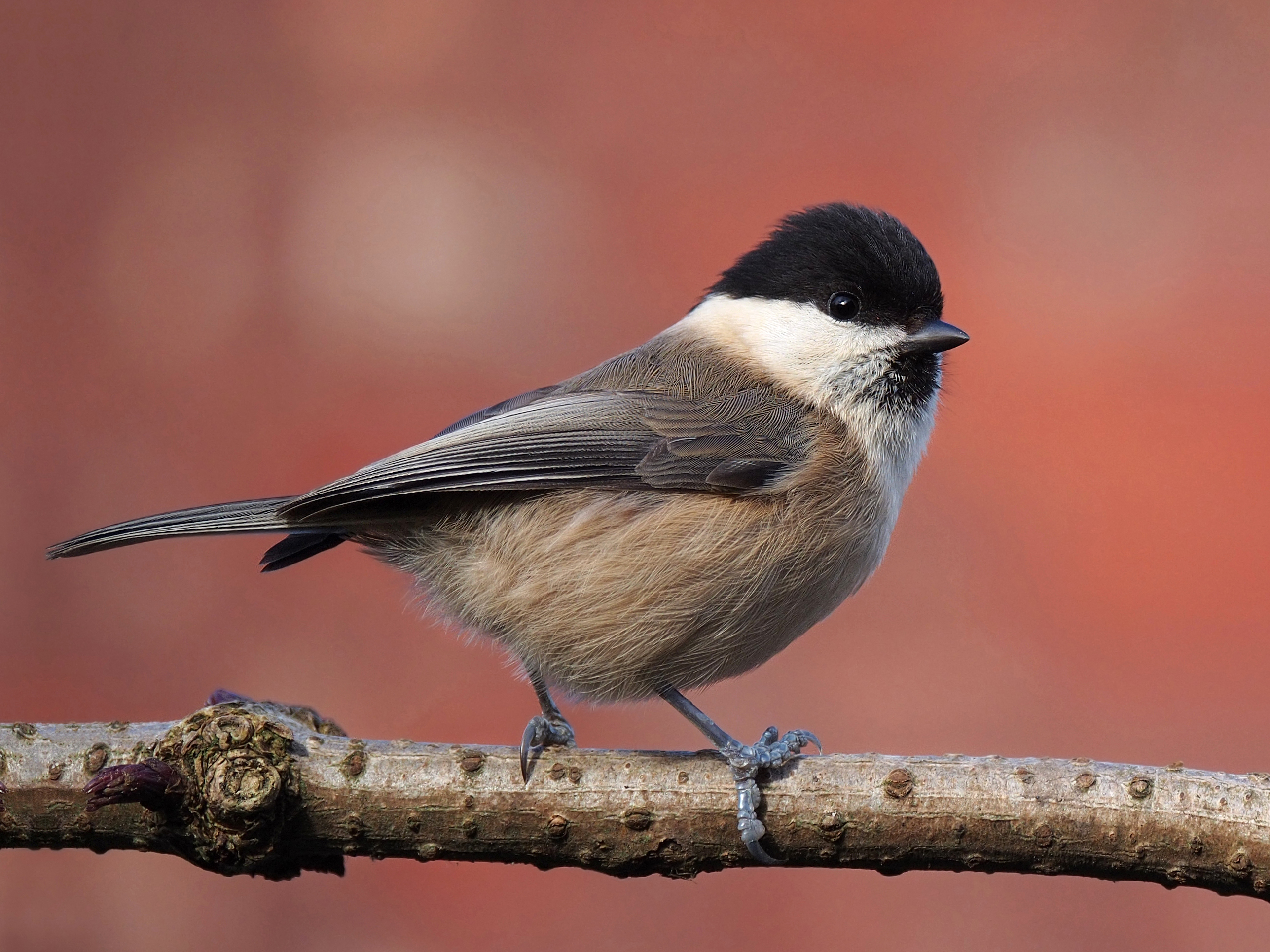 Poecile montanus kleinschmidti