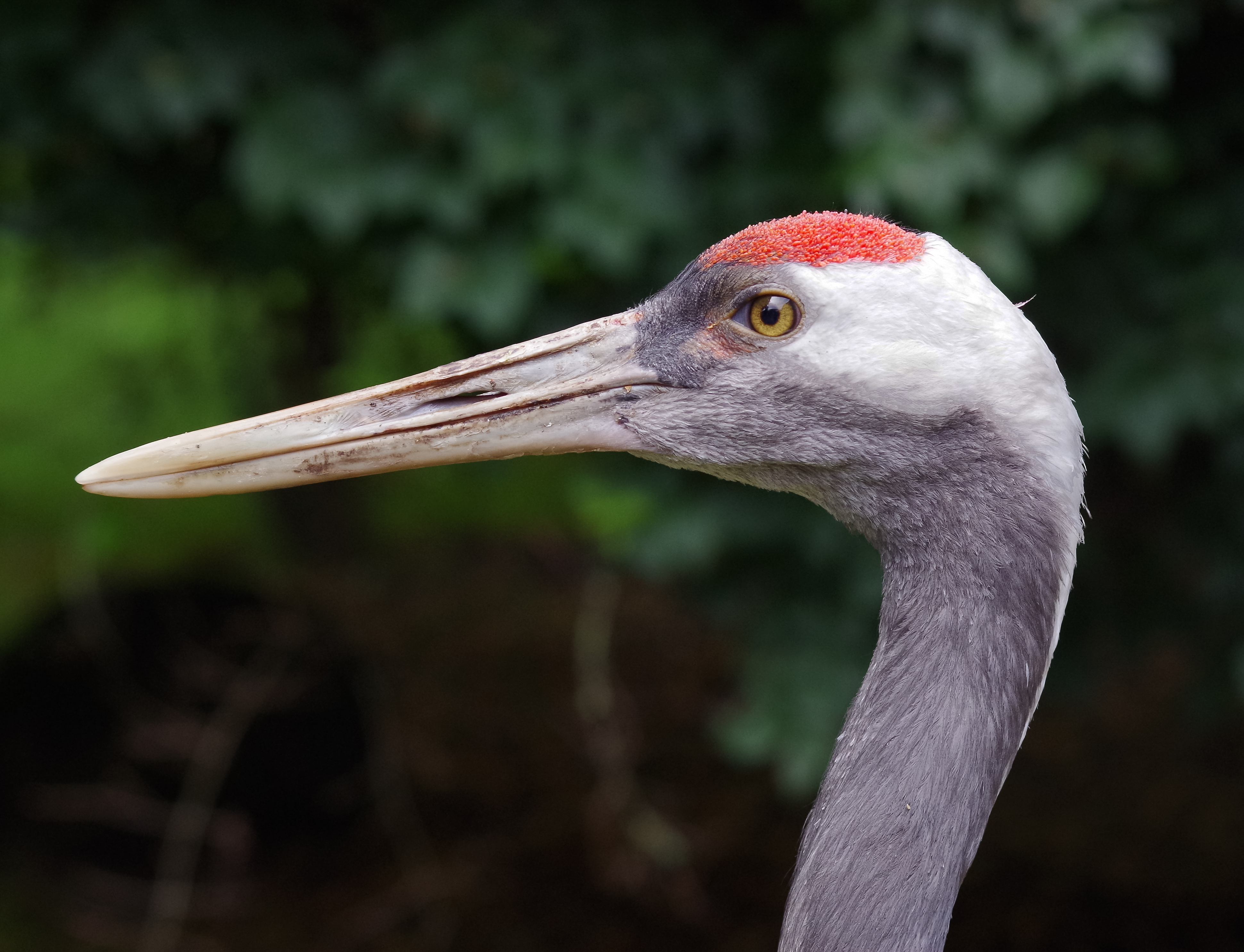 Portrait de grue du Japon