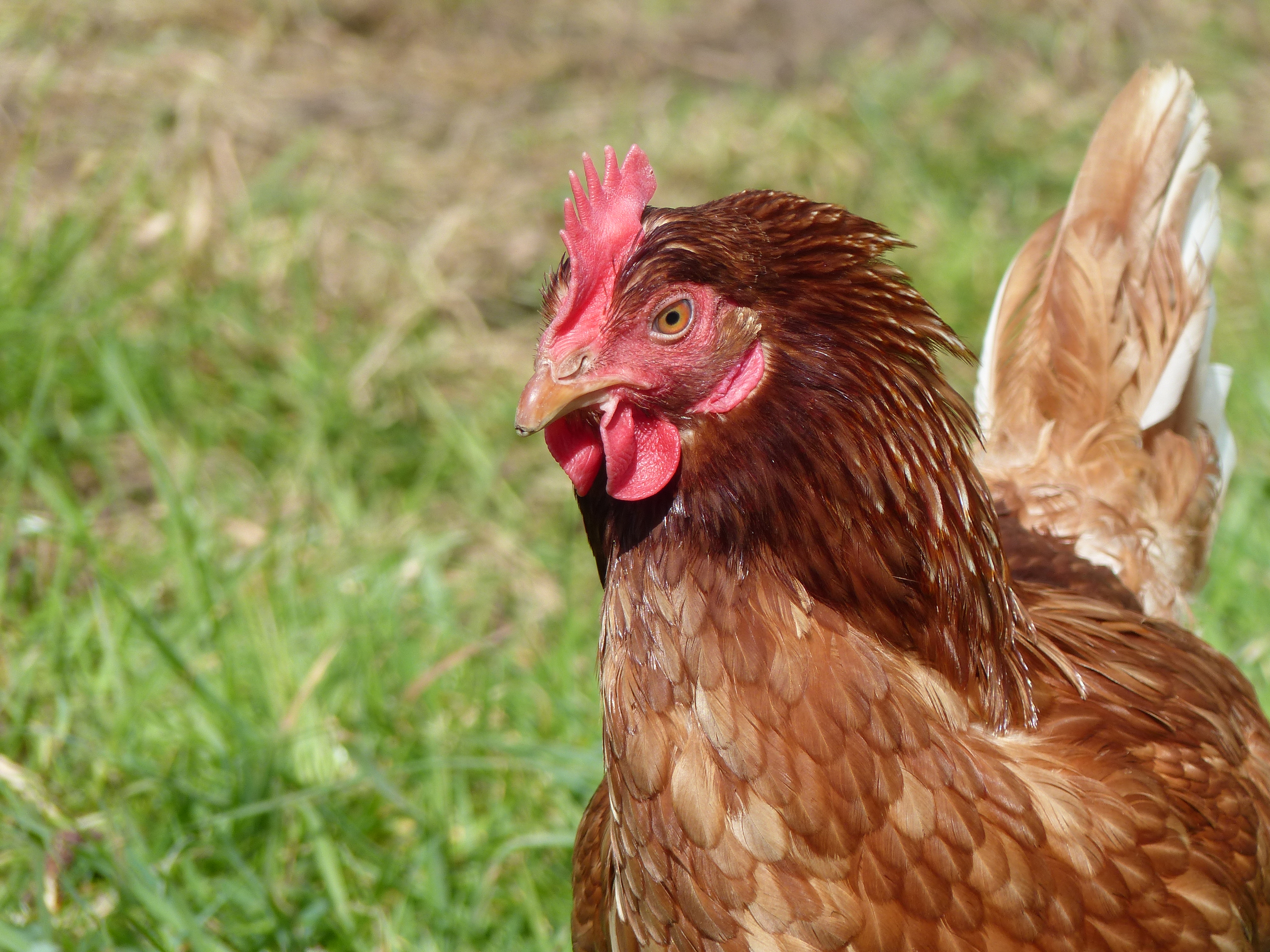 Poules en bio à Bailleul-Neuville 16