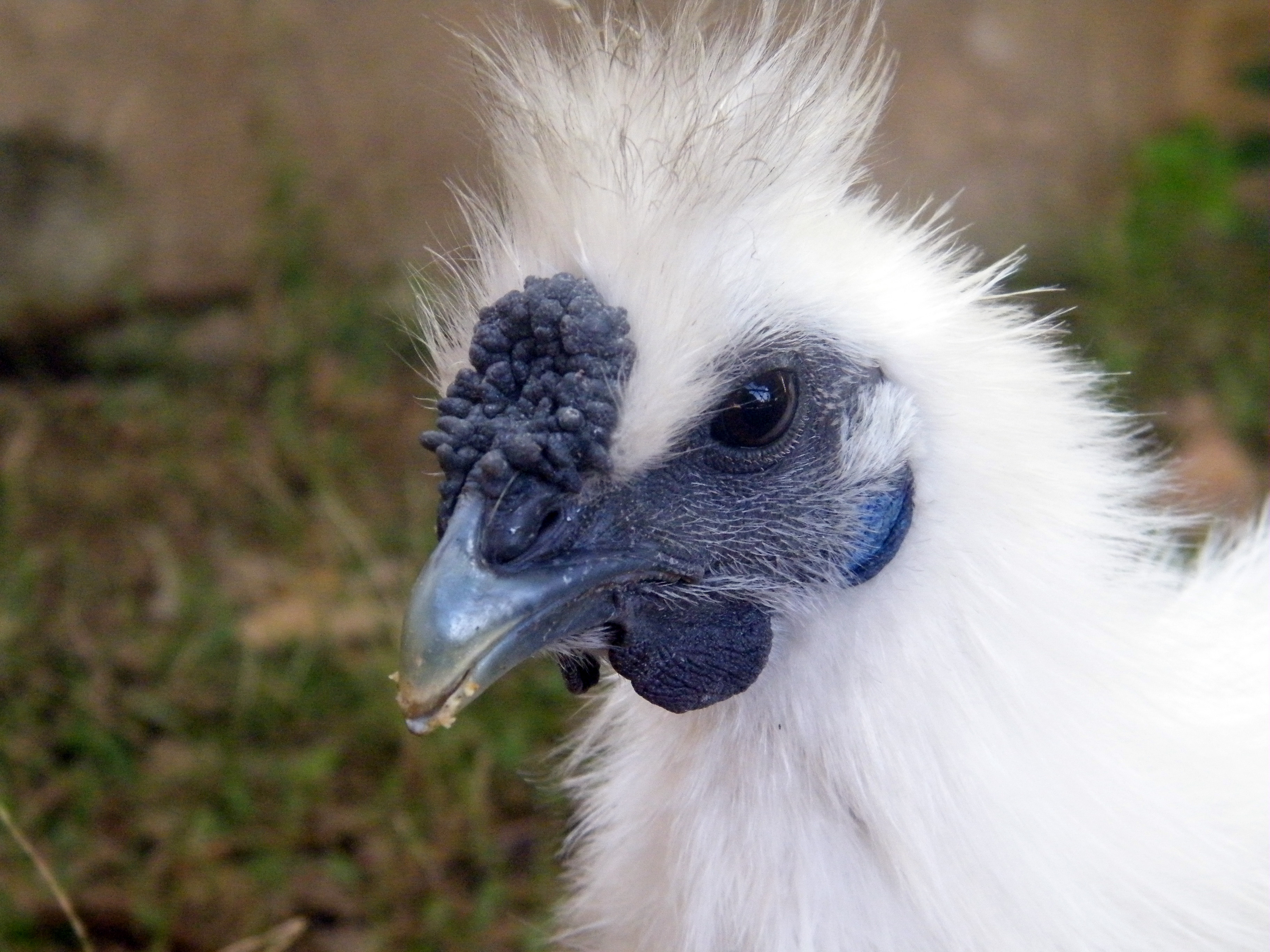 Poulesoie
