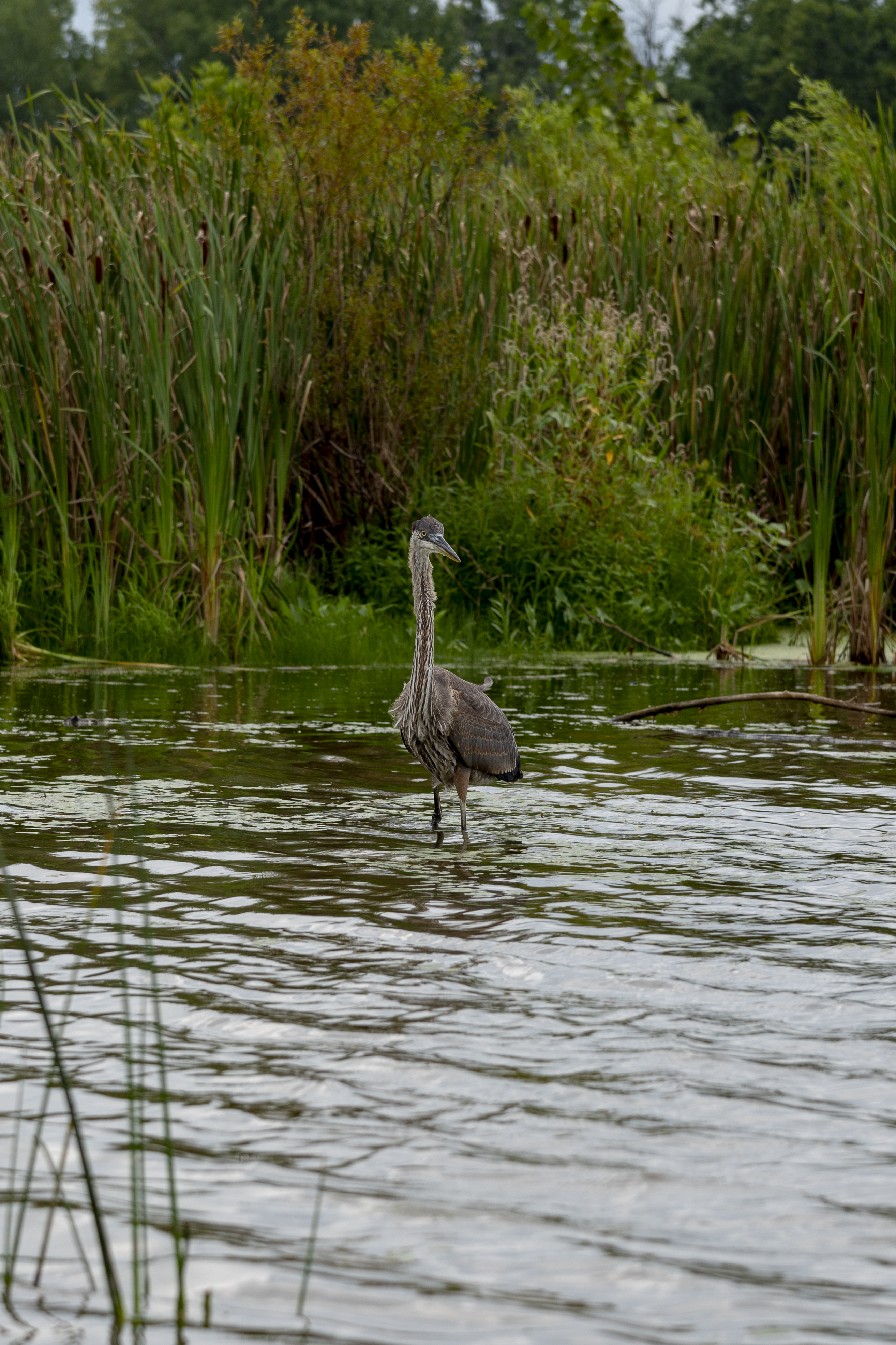 Prarie Oaks - Ardea herodias at Darby Bend Lakes 1