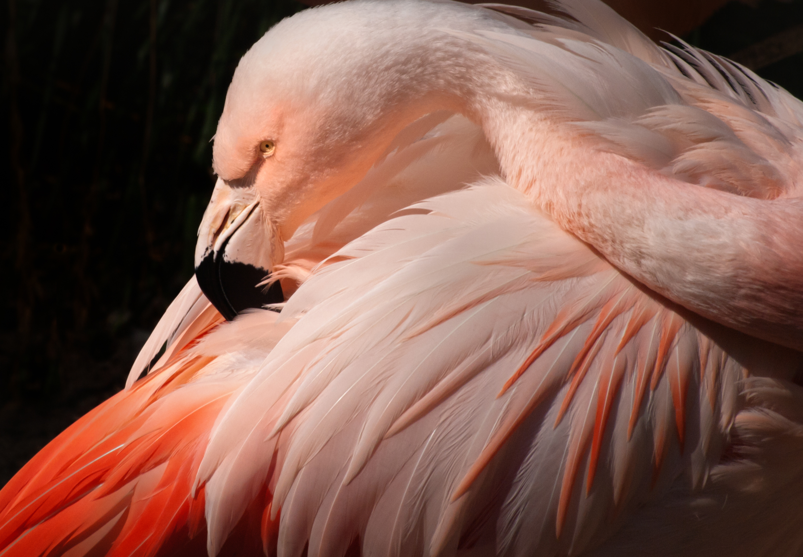 Pretty in Pink
