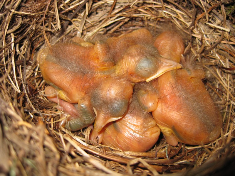 02 days old 