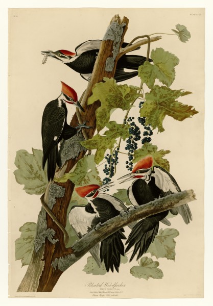 111 Pileated Woodpecker