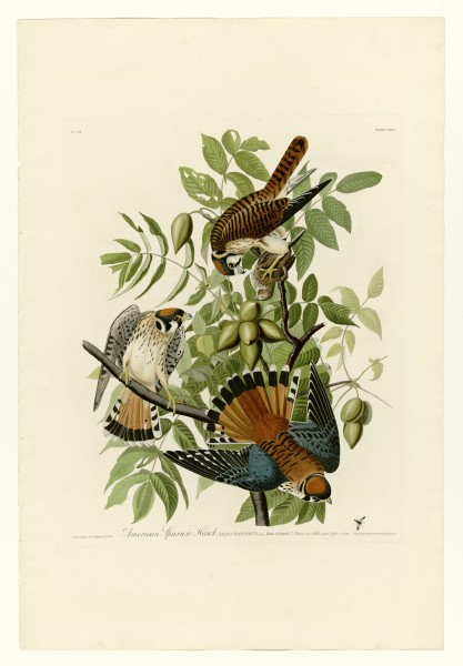 142 American Sparrow Hawk