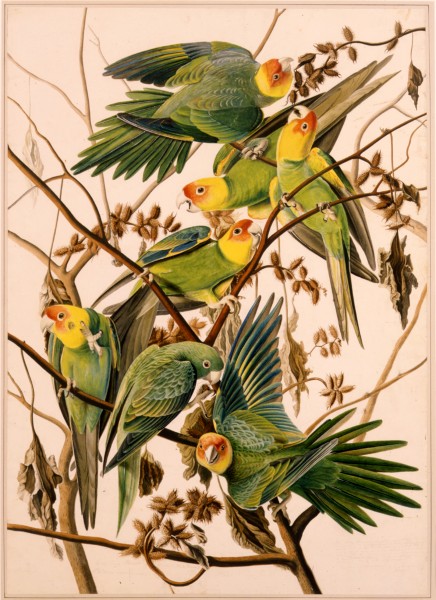1863 17 26 Parakeet