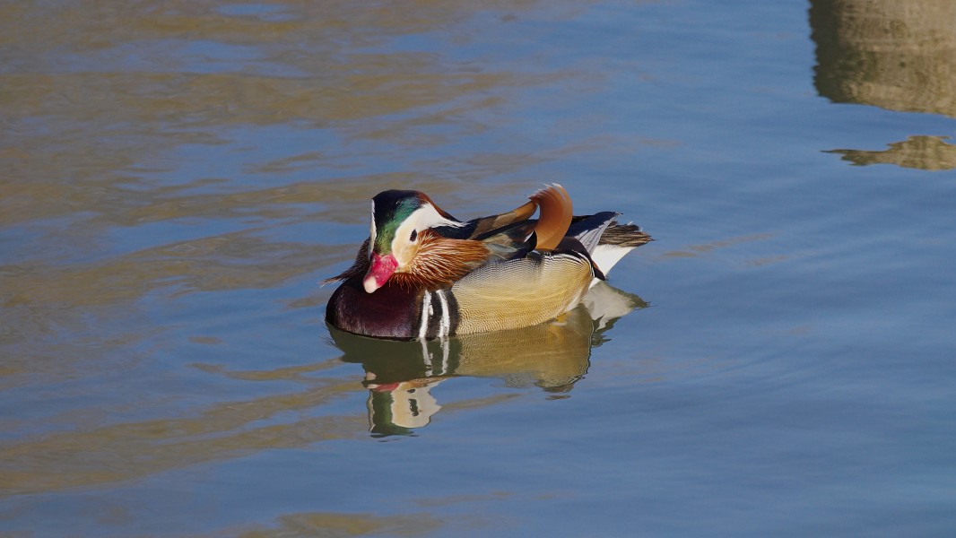 2015.03.11.-1-Vogelstangsee Mannheim--Mandarinente-Maennchen