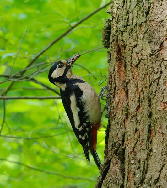 2015.05.08.-02-Kaefertaler Wald-Mannheim--Buntspecht-Weibchen