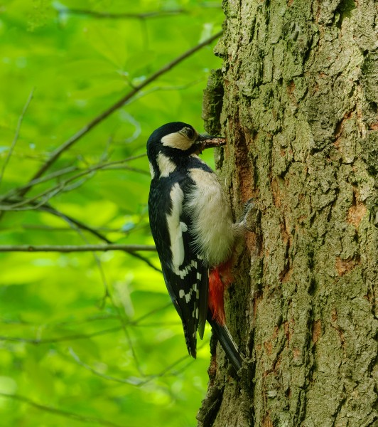 2015.05.08.-03-Kaefertaler Wald-Mannheim--Buntspecht-Weibchen
