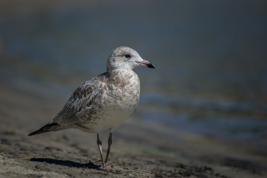 2016-08 Tadoussac bird beach 02