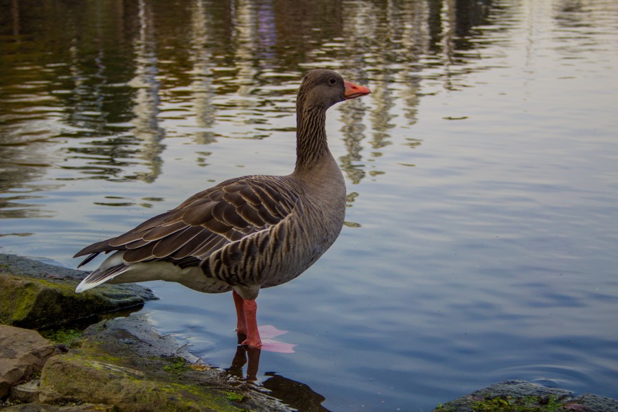 2016-11-01 Borner See, Gans (04) (freddy2001)