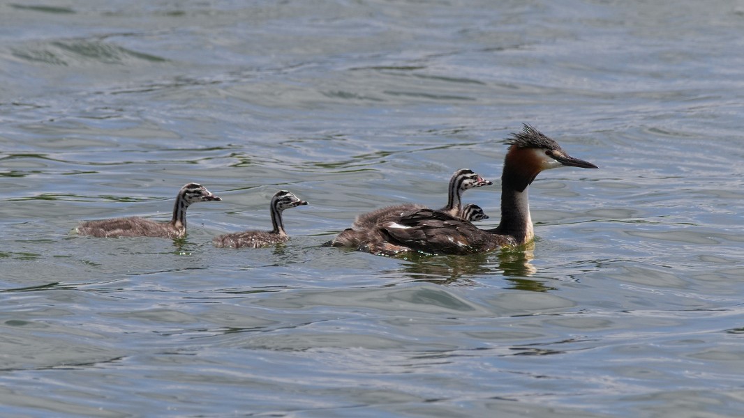 2016.07.09.-09-Bossee Felde--Haubentaucher-Paar mit Kueken