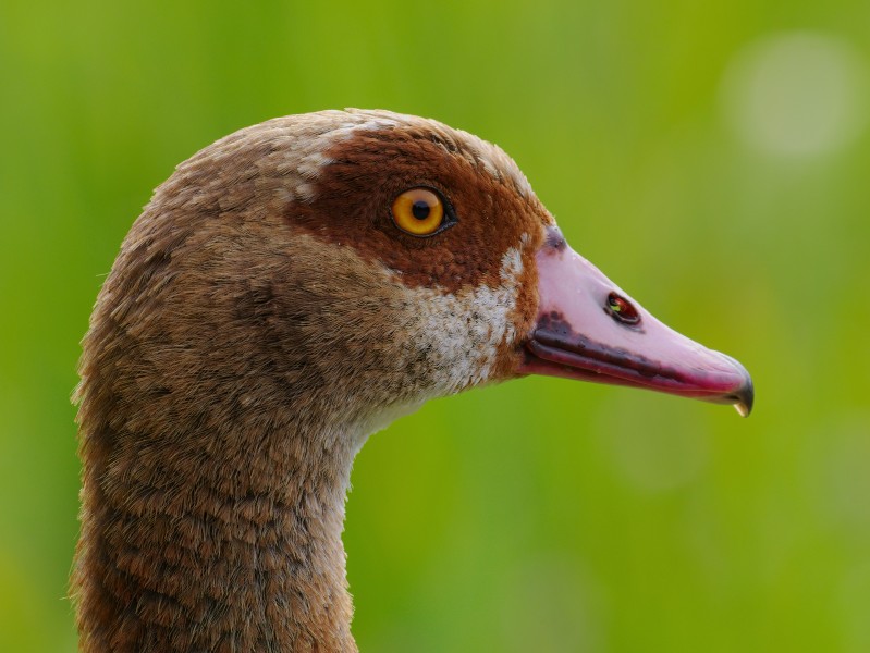 2016.08.19.-04-Waldsee Viernheim--Nilgans