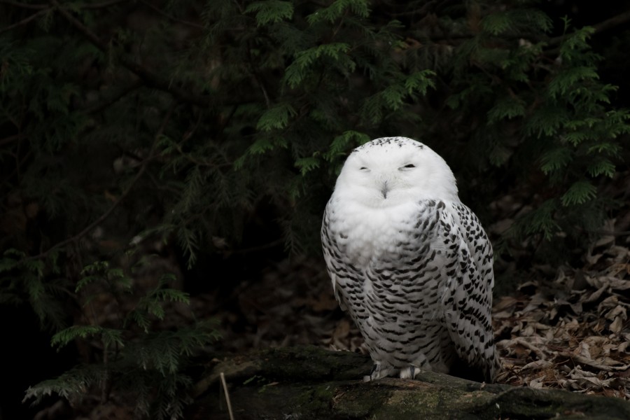 2016-11 zoo sauvage de Saint-Félicien - Bubo scandiacus 01