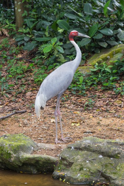 2016 Singapur, Jurong Bird Park (027)