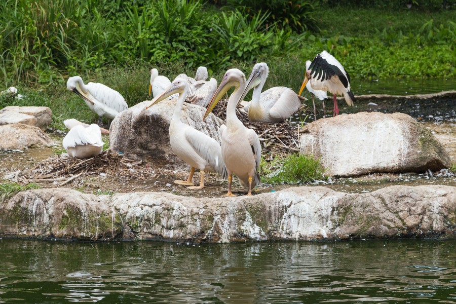 2016 Singapur, Jurong Bird Park (097)