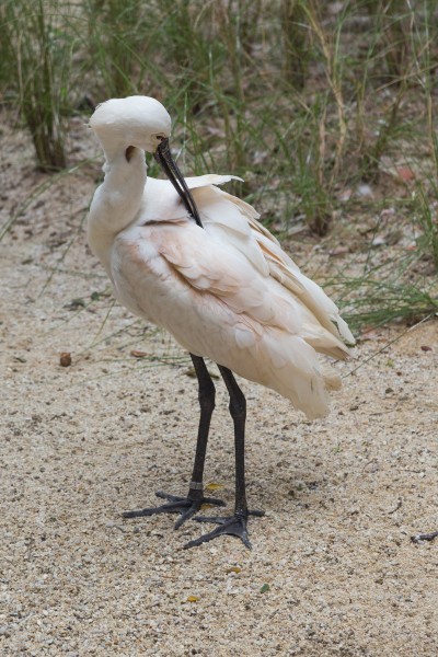 2016 Singapur, Jurong Bird Park (232)