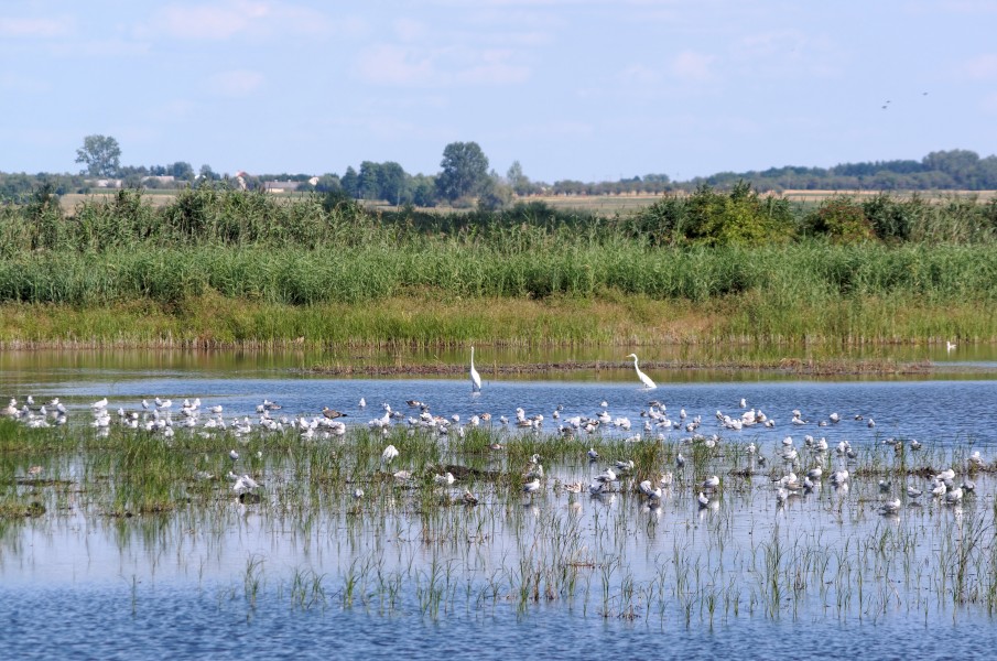 20170815 Szczerbaków stawy hodowlane 5574