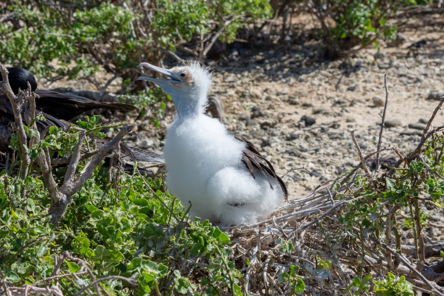 20180807-Great frigatebird (juvenile)-2 at Genovesa (9523)