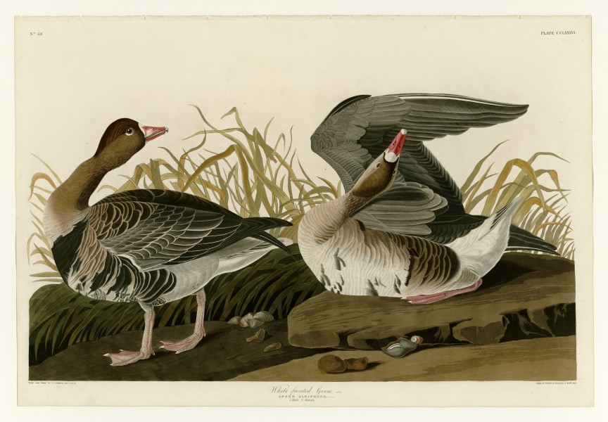 286 White-fronted Goose
