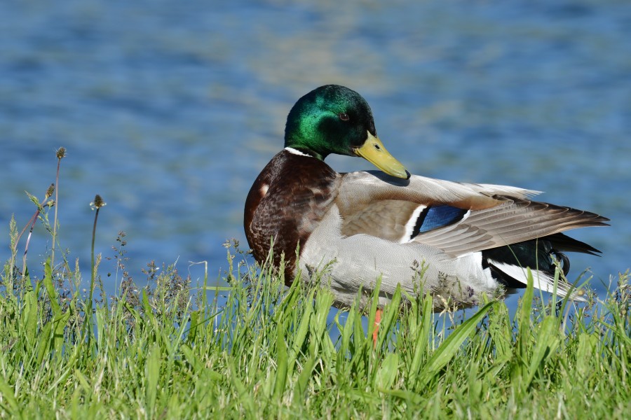 ♂ Stockente Anas platyrhynchos 03